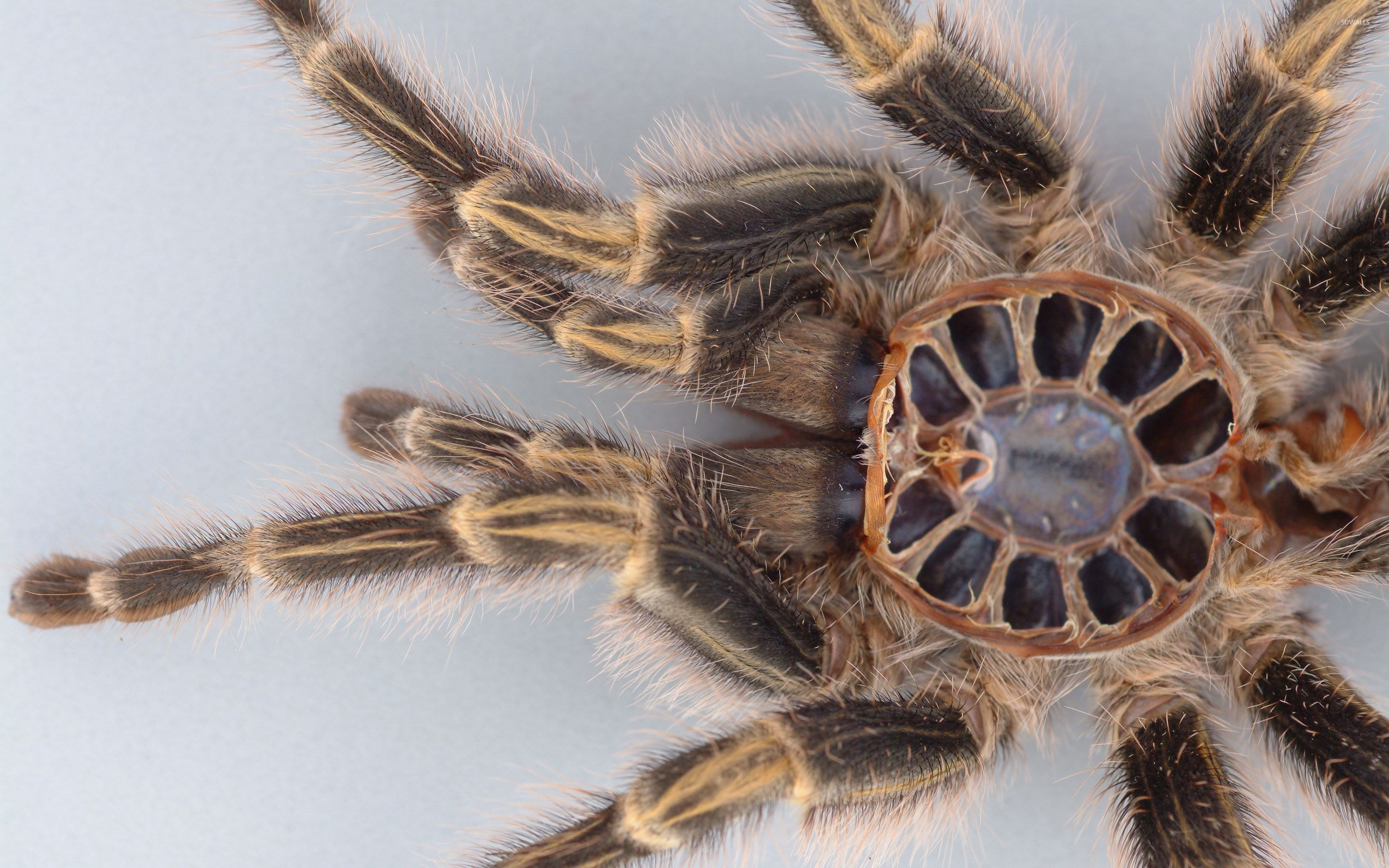 Spider close-up wallpaper - Animal wallpapers - #30032