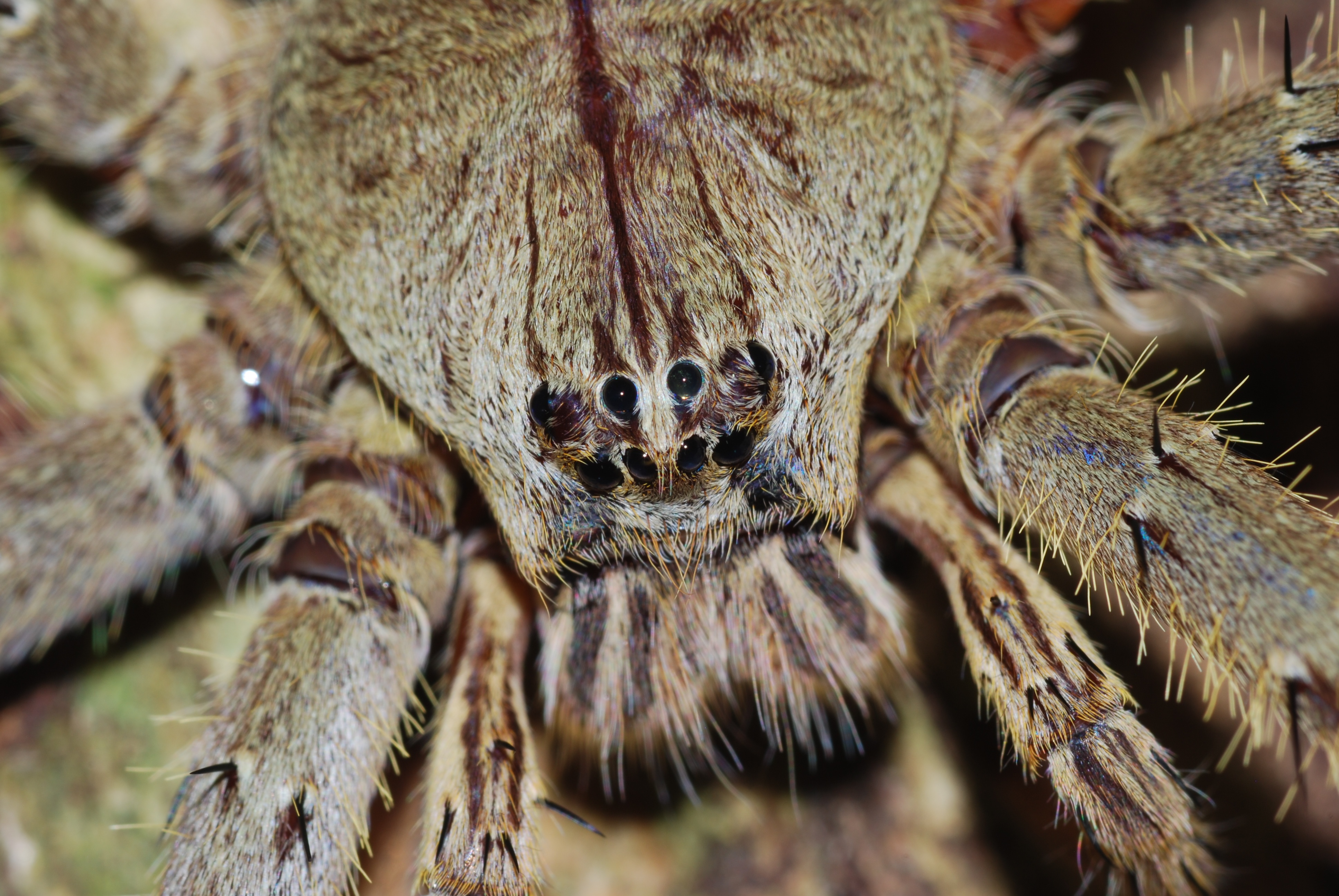 File:Huntsman Spider (Sparassidae) close-up (8752567933).jpg ...