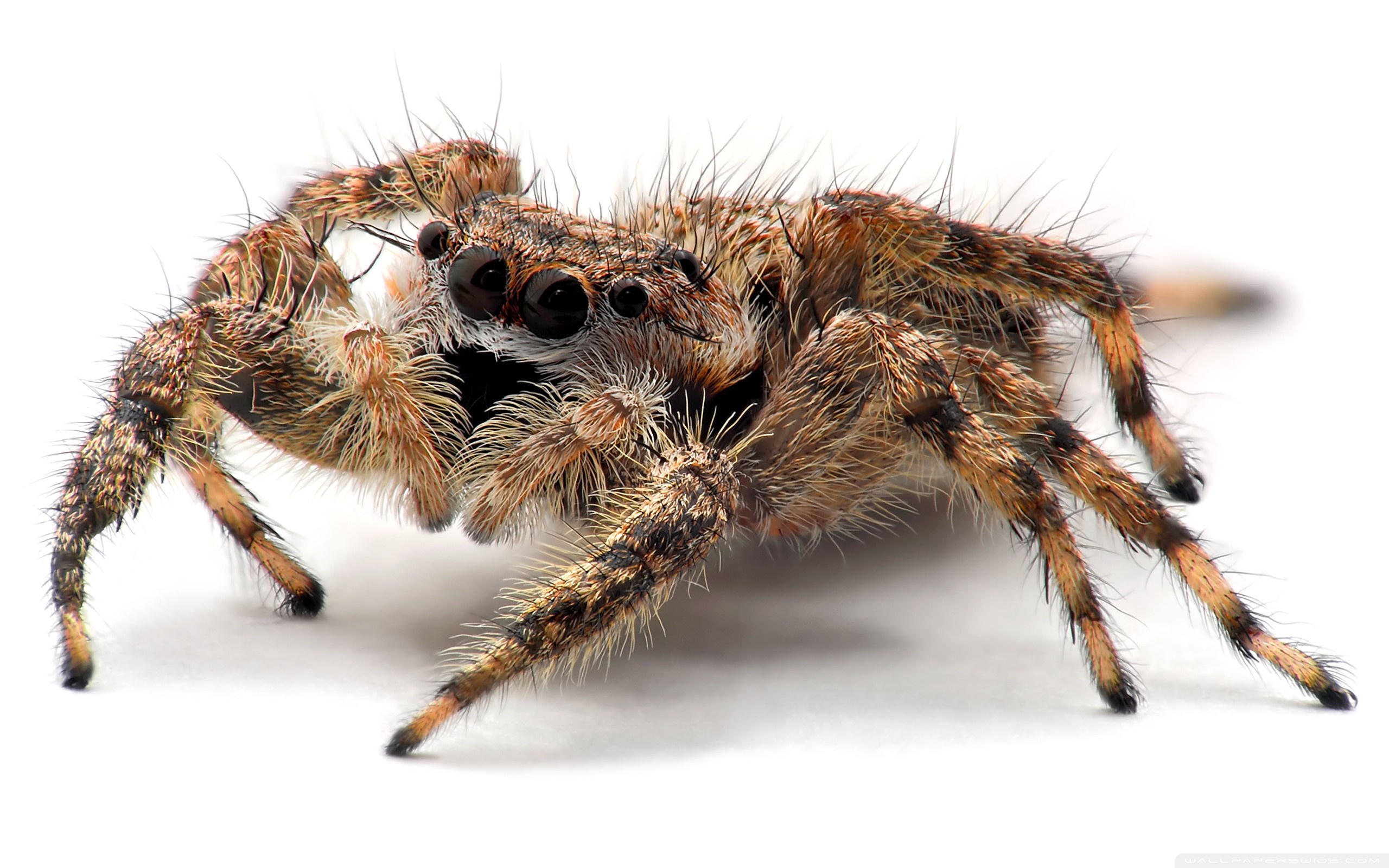 Tarantula Spider Close Up ❤ 4K HD Desktop Wallpaper for 4K Ultra HD ...