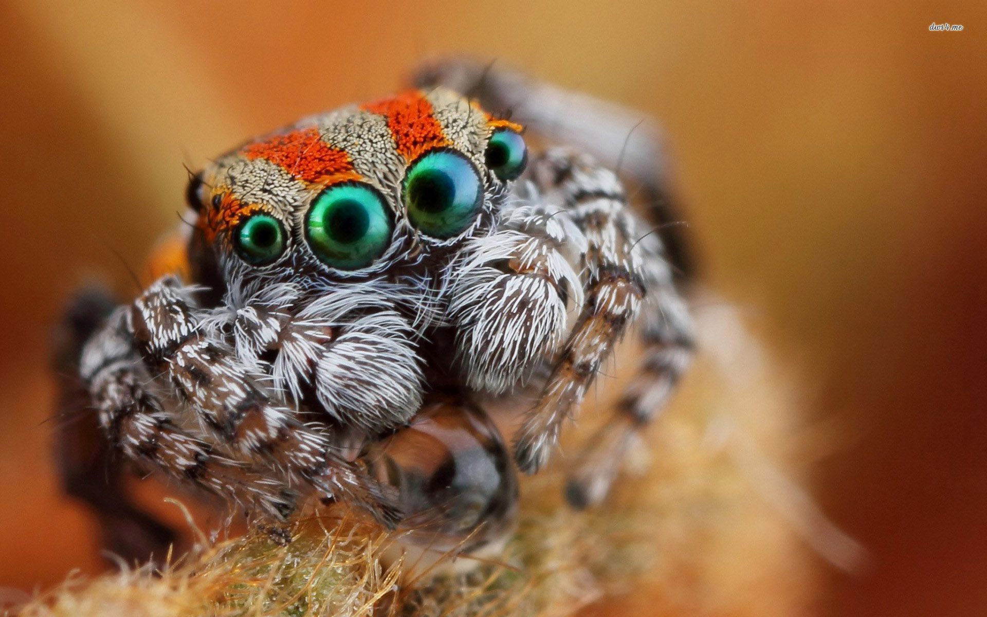 Jumping spider close up wallpaper - Animal wallpapers - #30523