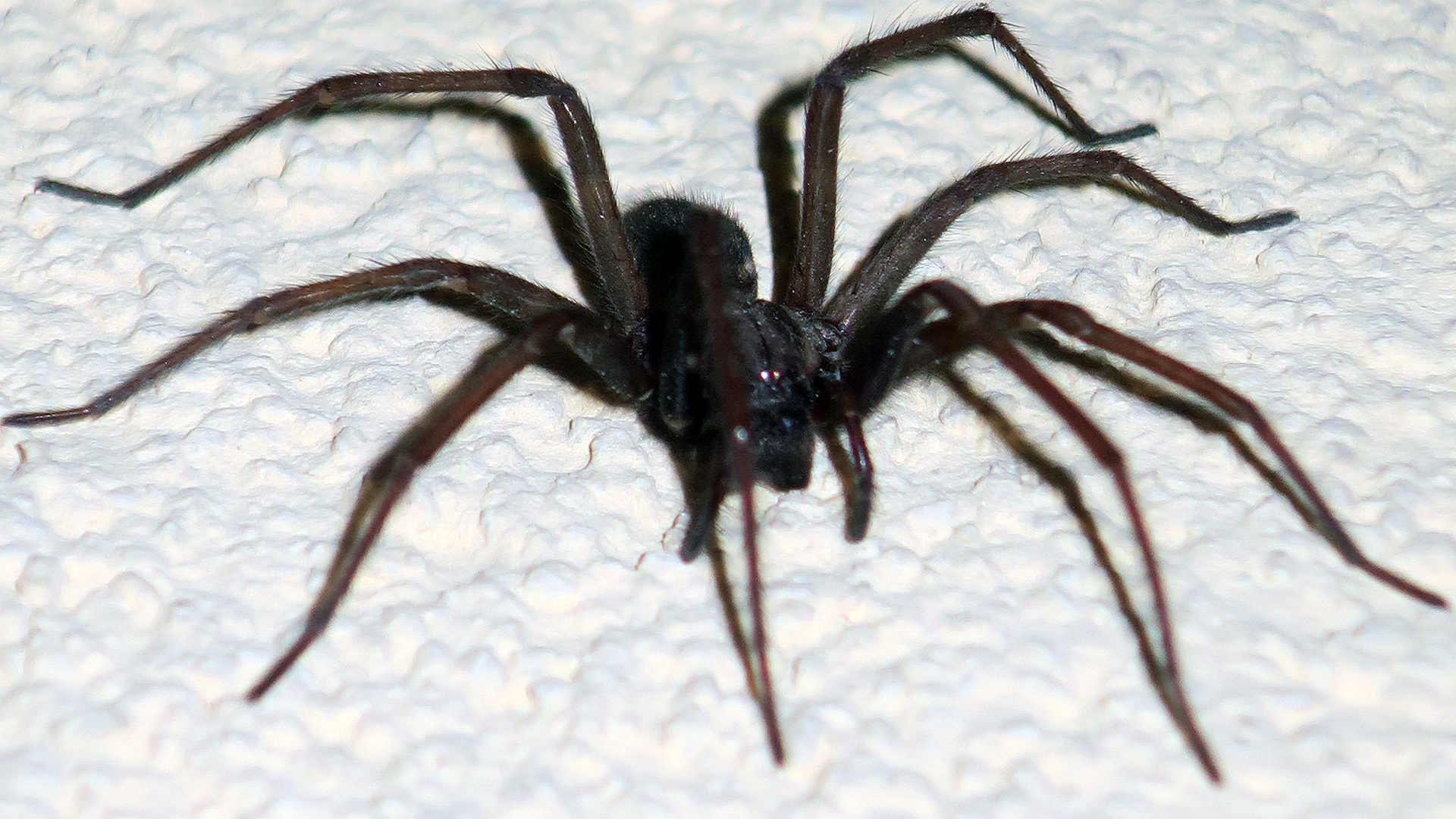 File:Giant house spider closeup.png - Wikimedia Commons