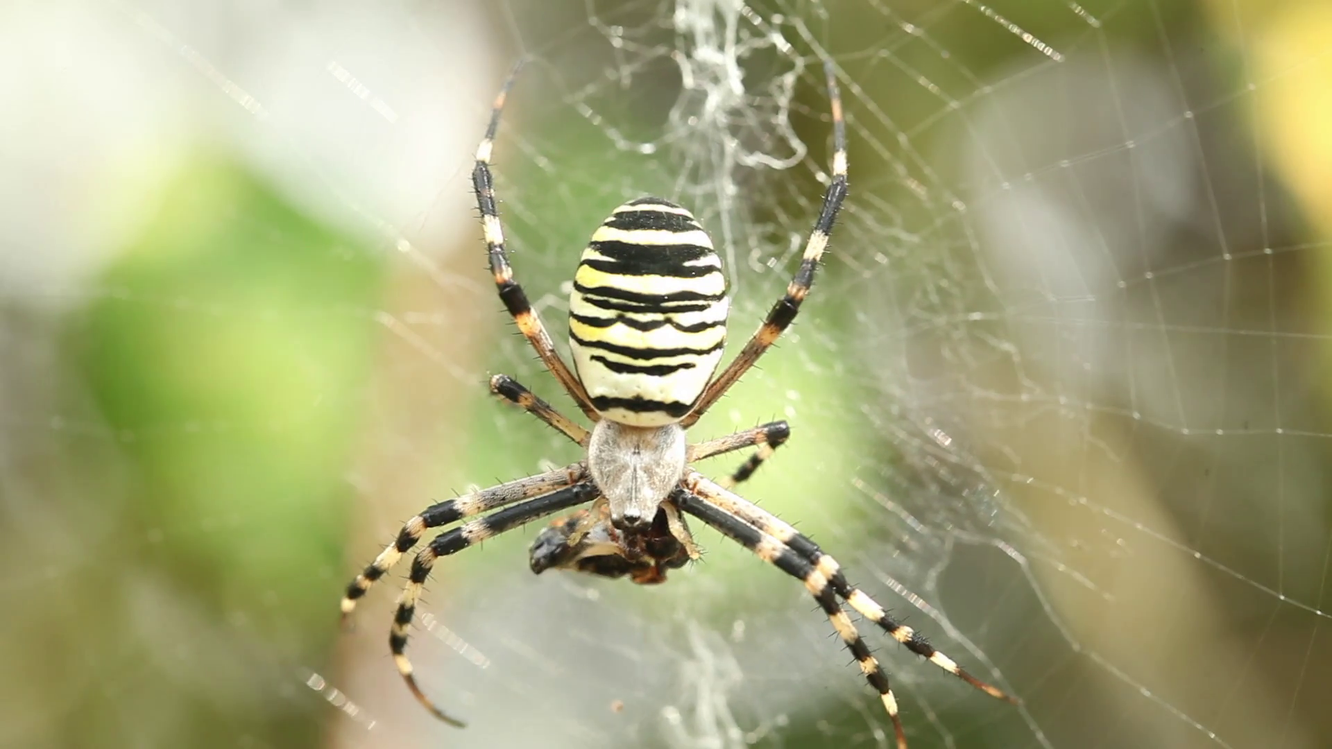 Macro close up on Spider eating Prey. Scary. Black and yellow ...