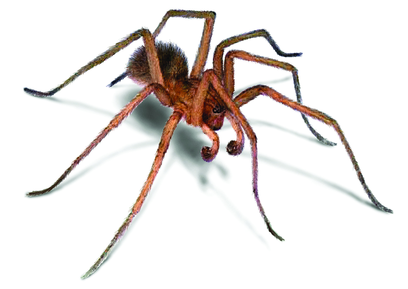 Spider Pictures: Photos & Images of Various Spider Species