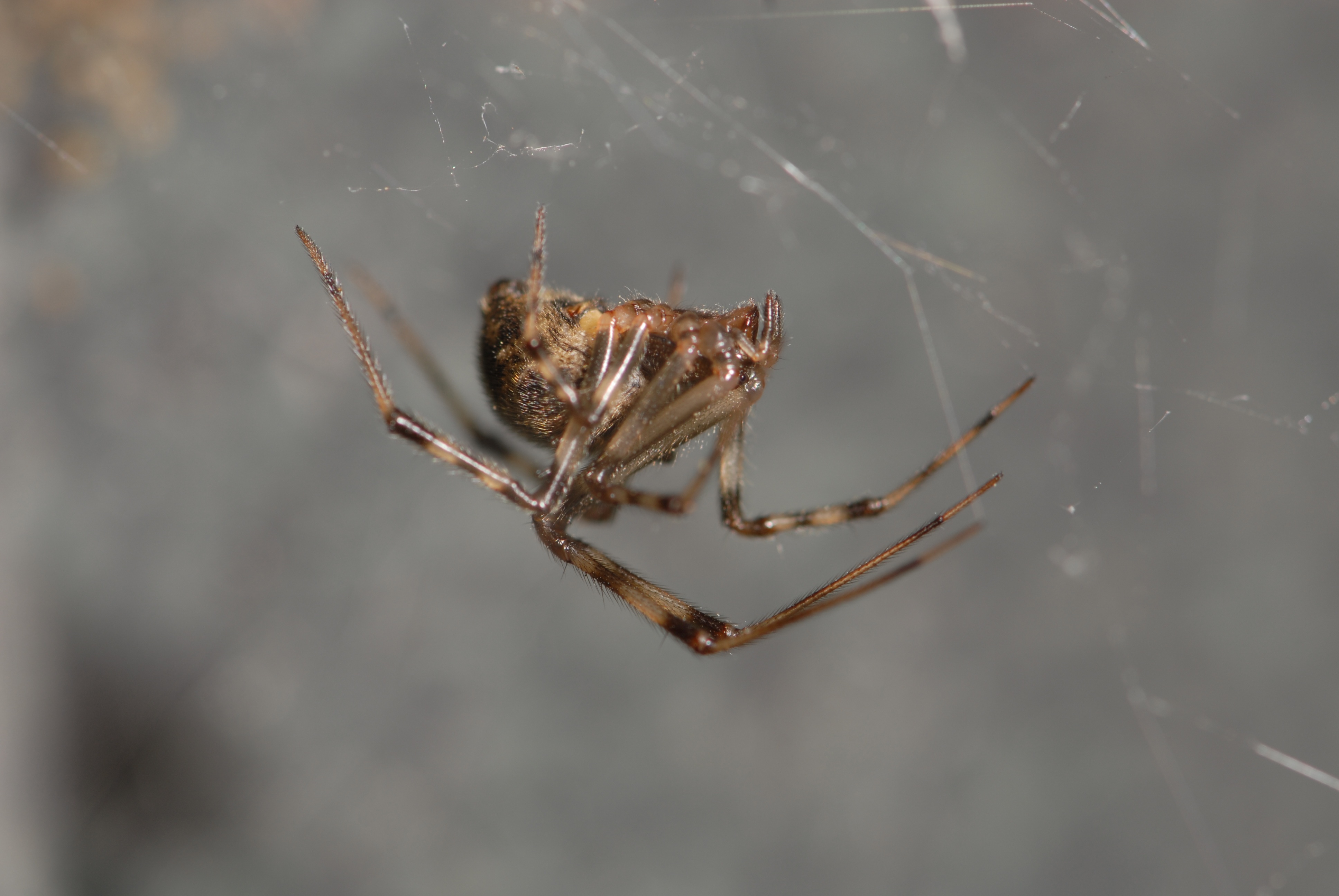 Spiders' design mastery allows for webs to stick to ground and ...