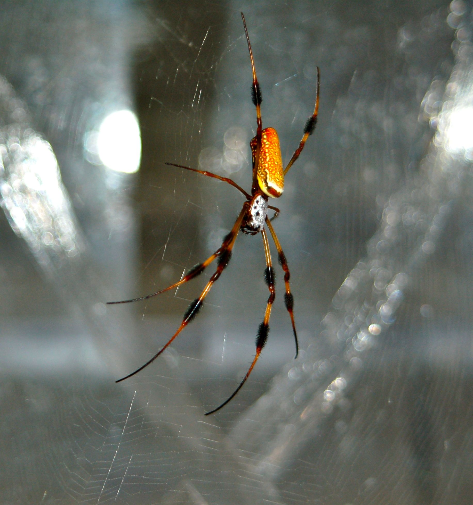 ASU scientists unravel the mysteries of spider silk | ASU Now ...