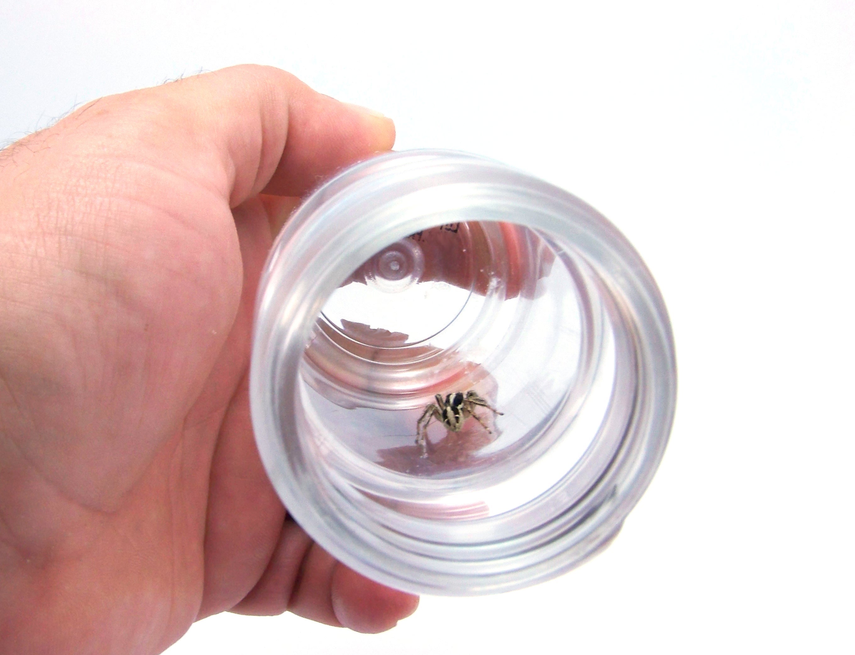 Spider in recipient, Aggressive, Jar, Leg, Macro, HQ Photo