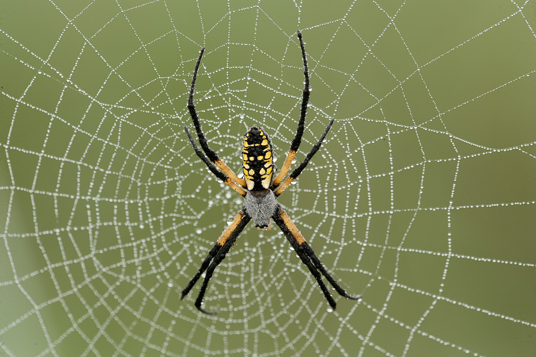 Along Came a Spider Web | Missouri Department of Conservation
