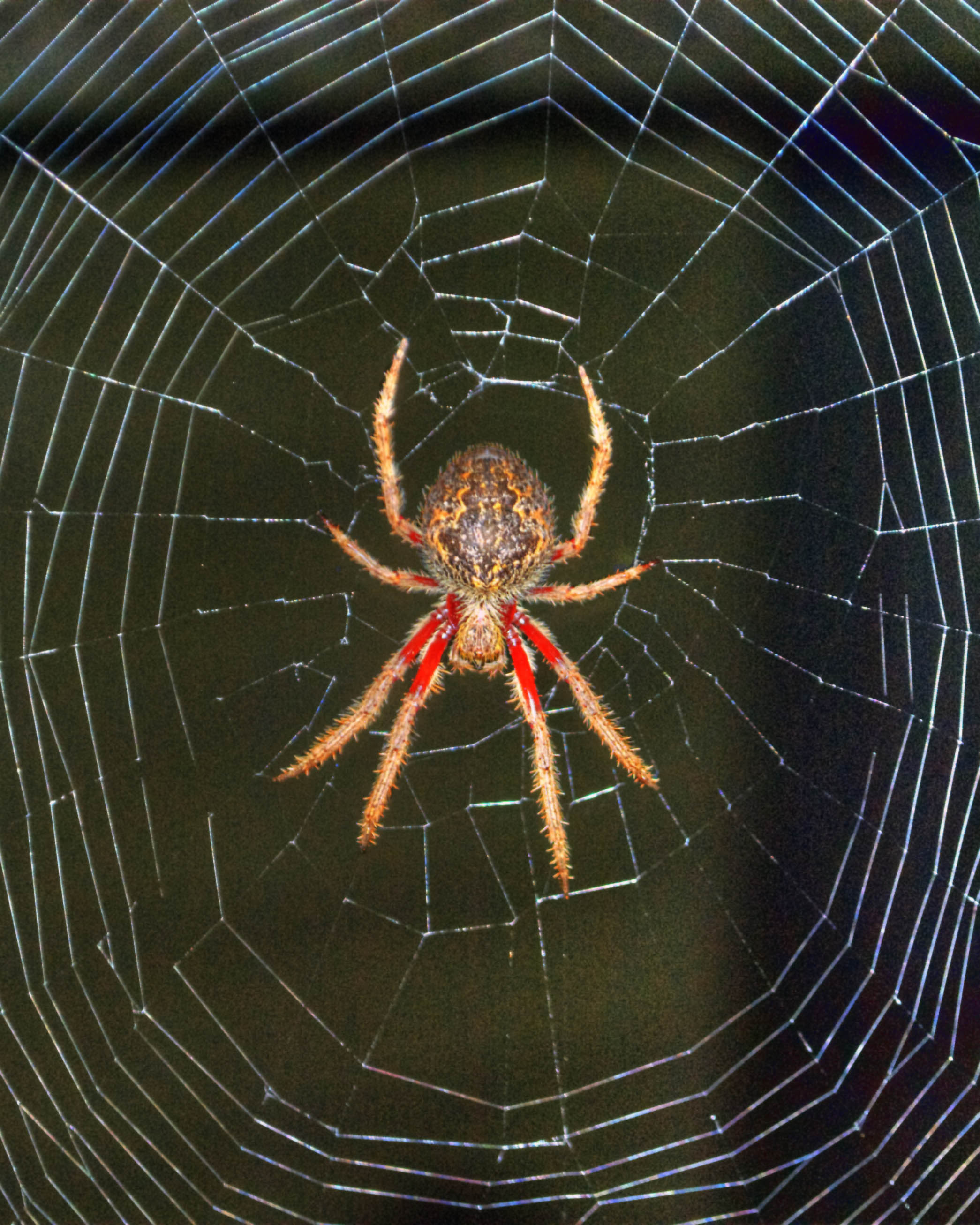 Web spinning spiders in Colorado | IPM of Northern Colorado