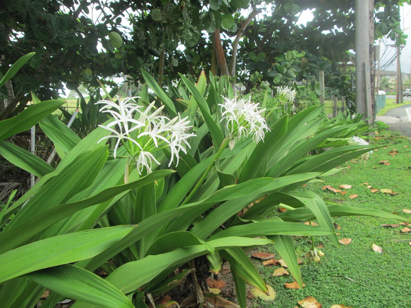Garden Notes from Hawaii: HAWAII SPIDER LILY (Crinum asiaticum ...