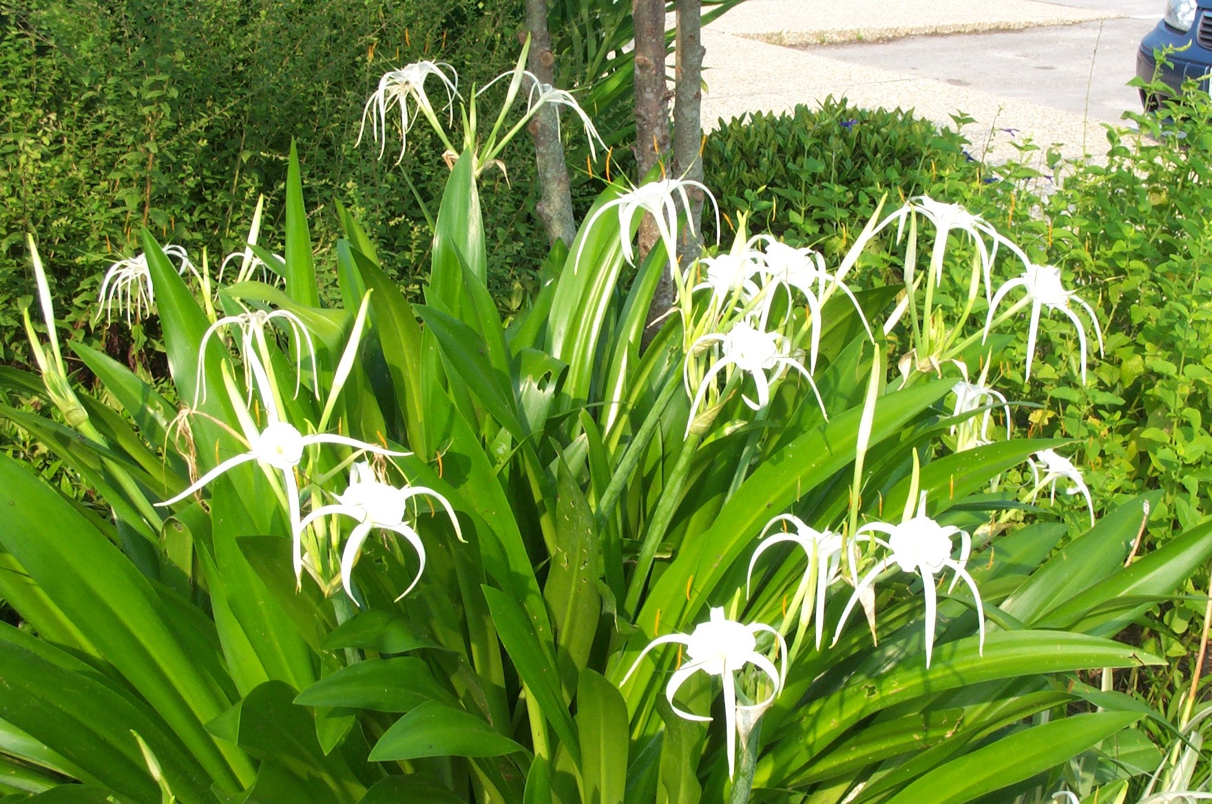 Spider Lily Tropical Giant - Perennials - Johnson Nursery