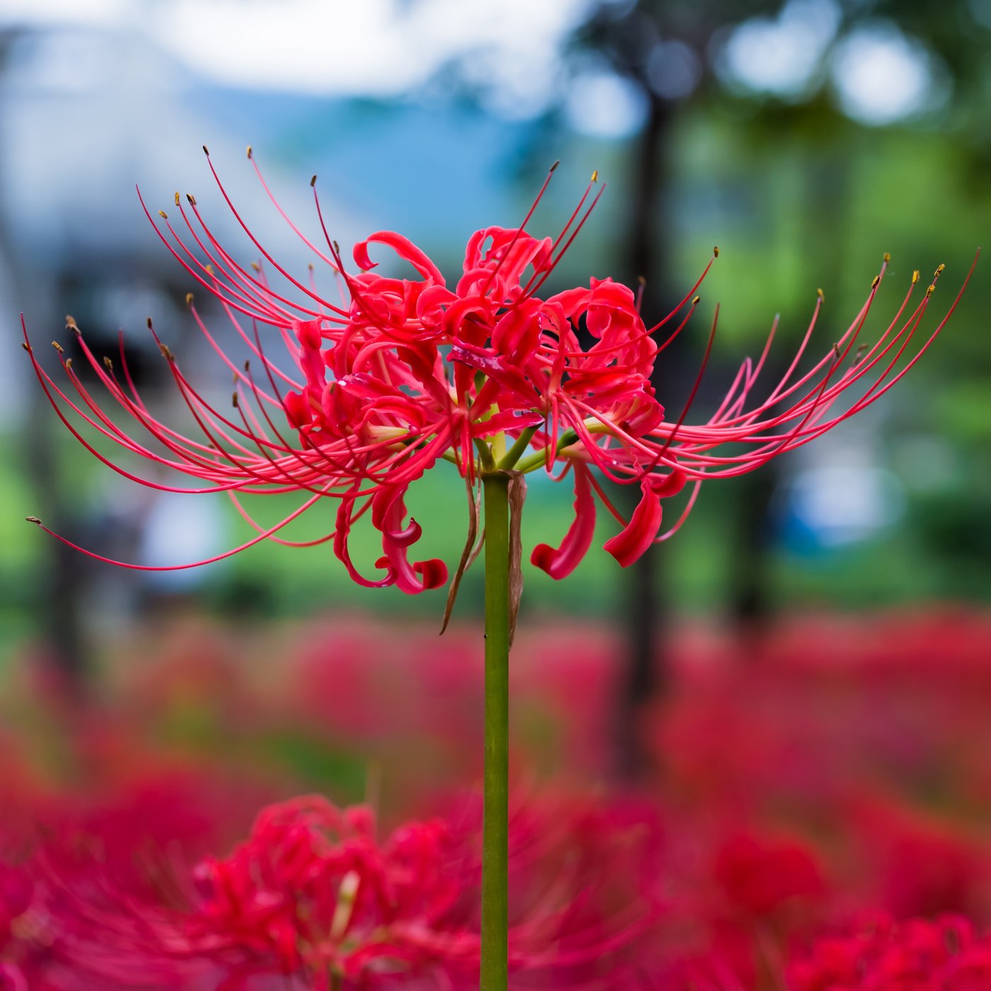 Red Lycoris Radiata | Red Surprise Lily | Red Magic Lily | Red ...