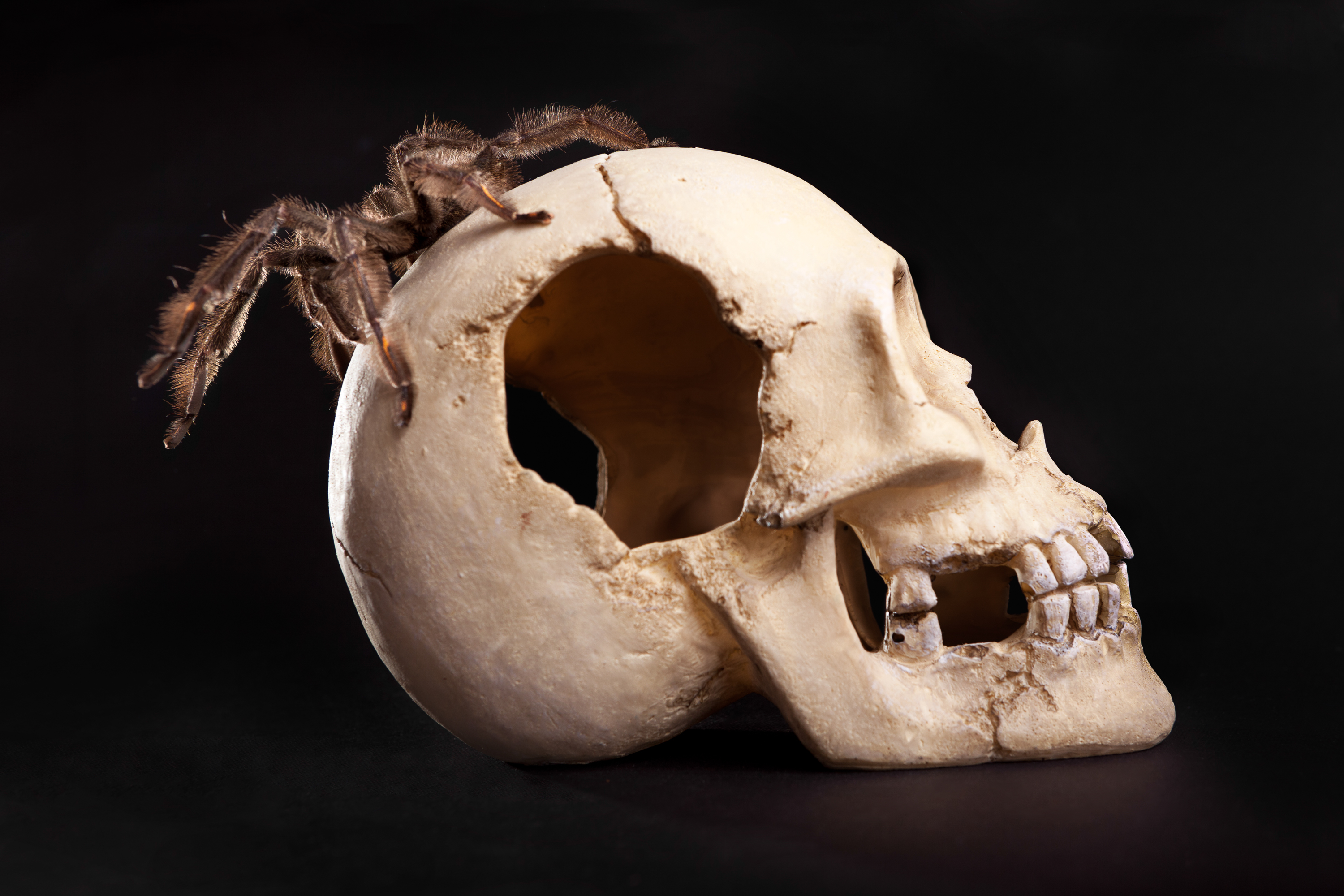 Spider on Human Skull, Anatomy, Scary, Model, Nature, HQ Photo