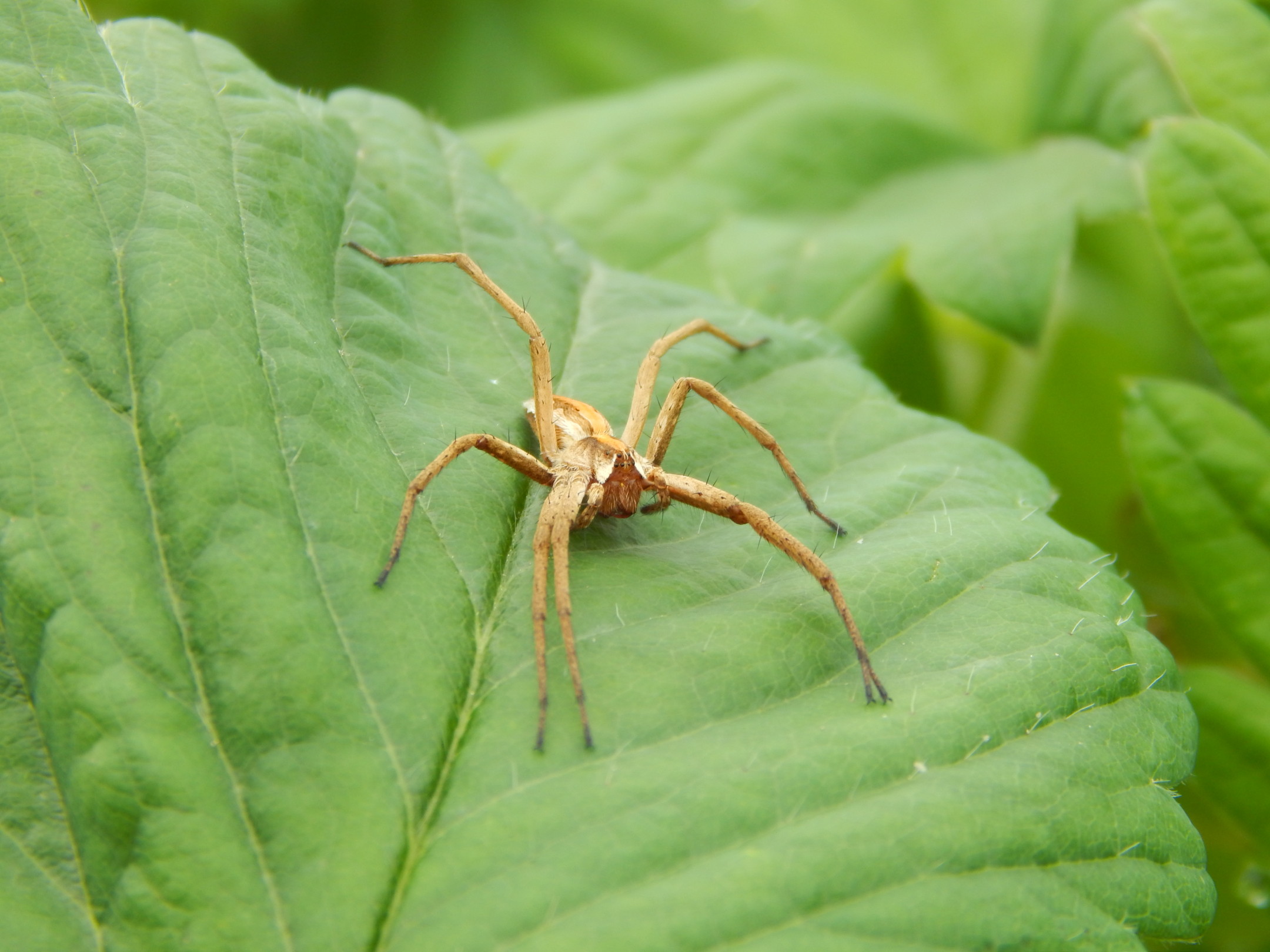 Spider on a Leaf - Wordless Wednesday - Sow and So