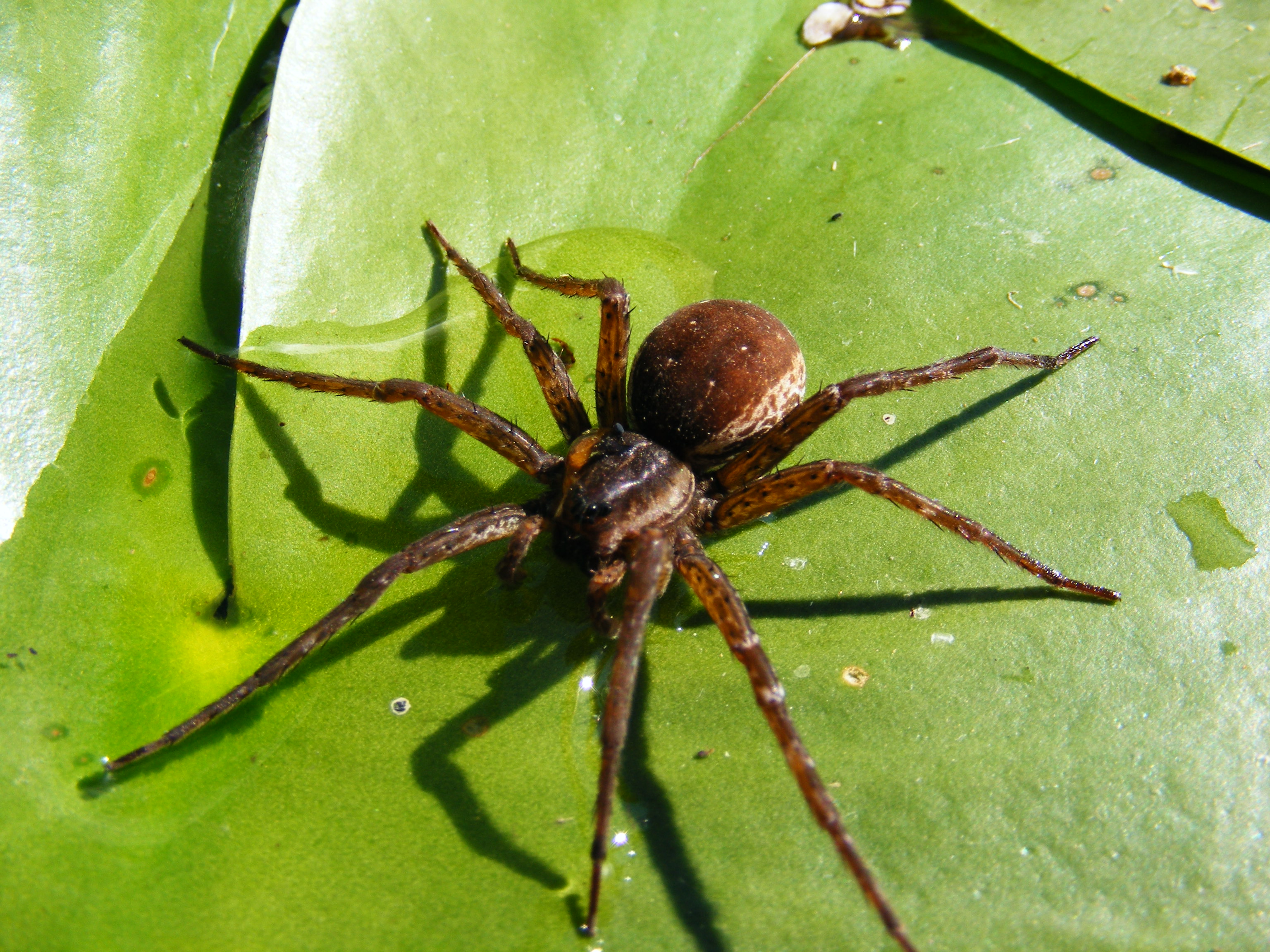 File:Spider on the yellow pond-lily leaf.JPG - Wikimedia Commons