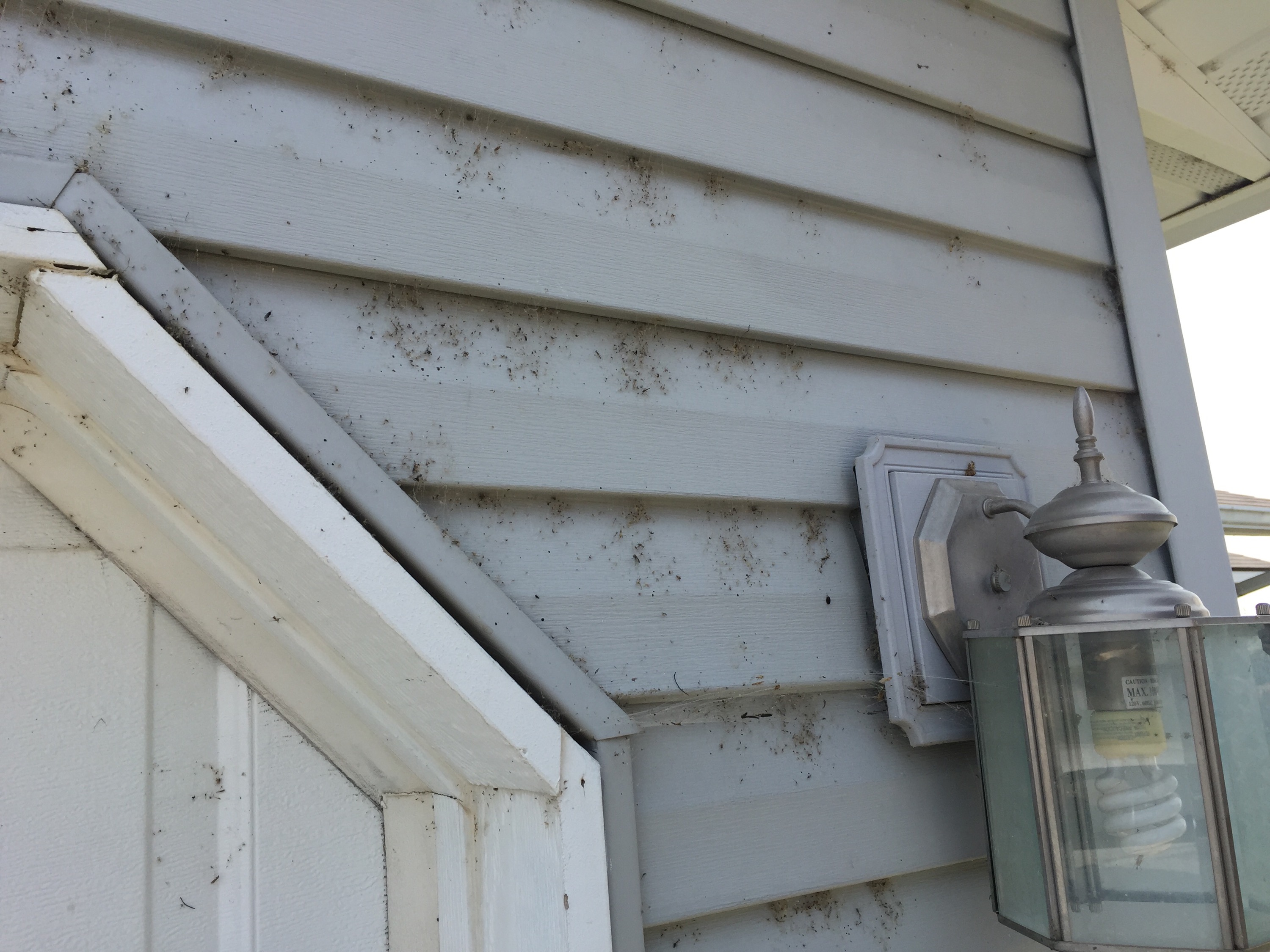 Spider Webs in Nampa at Crestwood Subdivision | Barrier Pest Control