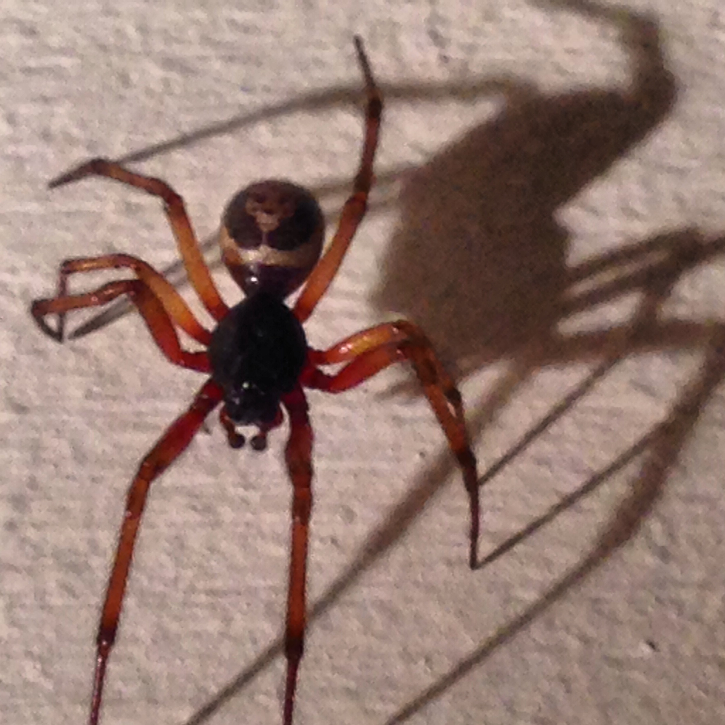 This spider has a skull on its butt - Imgur