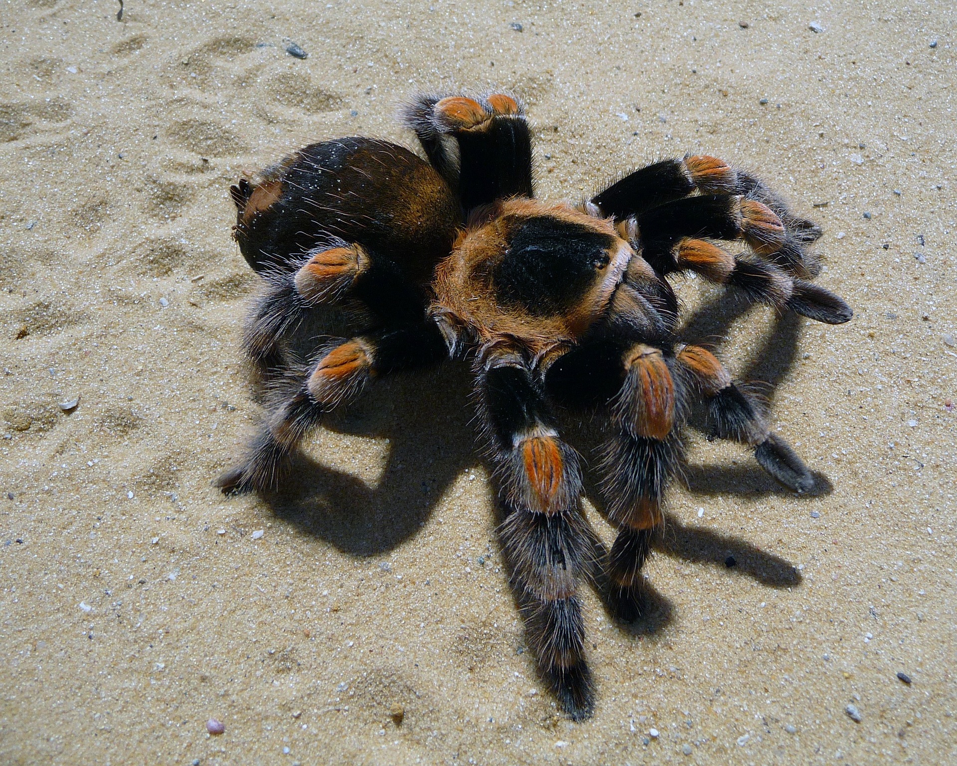 Spider on the sand photo