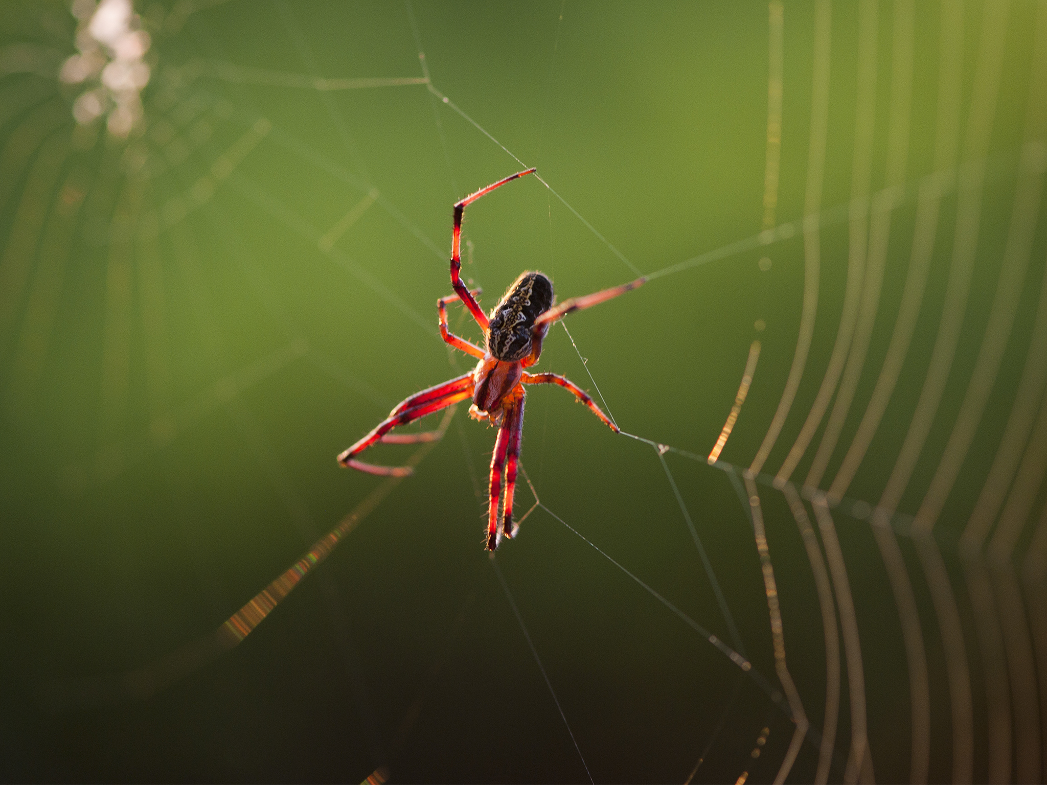 Spiders Listen to Their Webs | Innovators