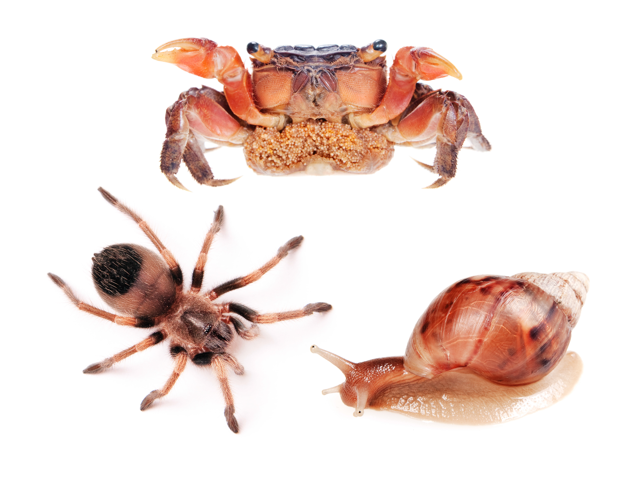 Spider, snail and crab photo