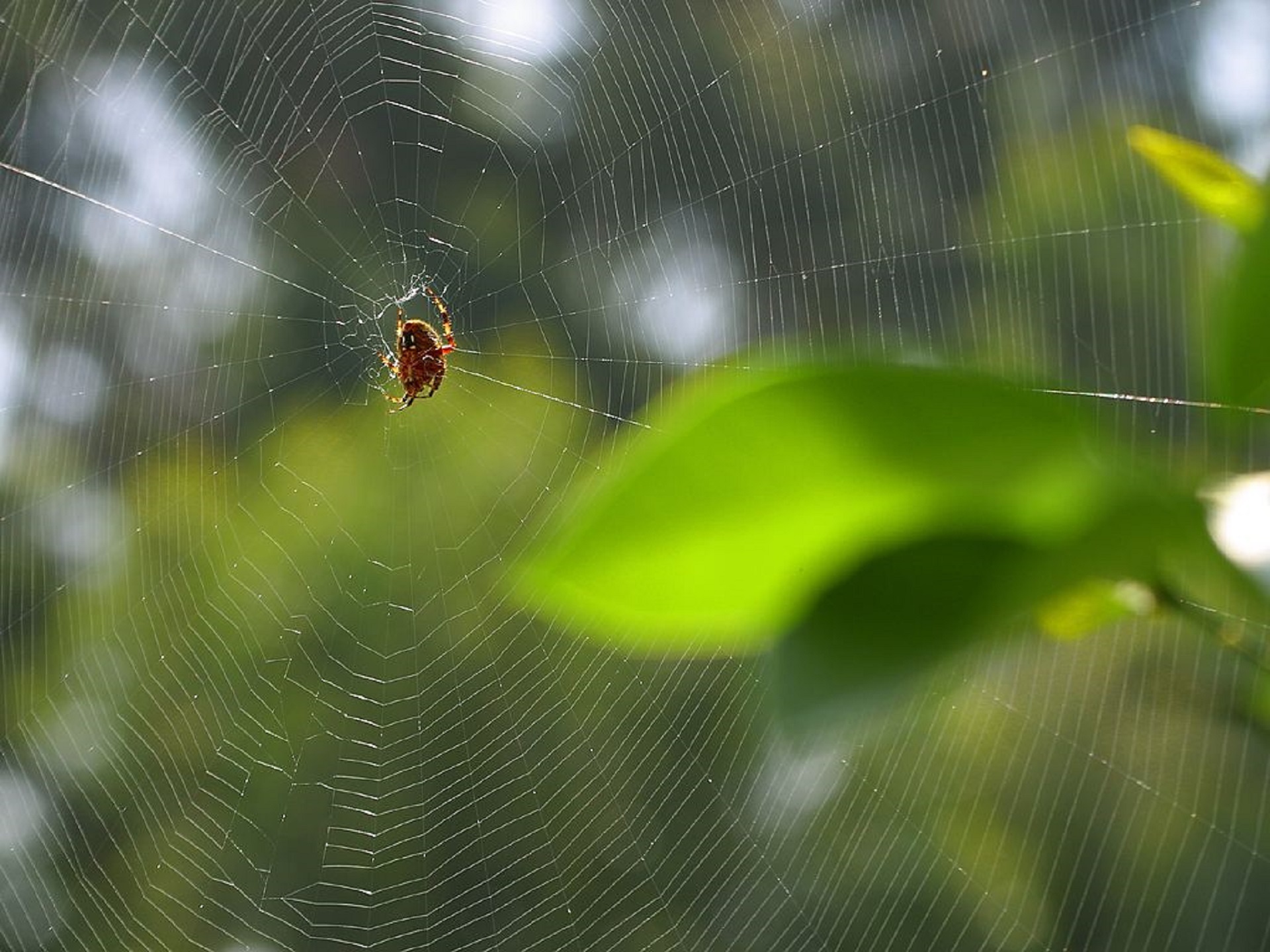 Spider Web, Animal, Insect, Nature, Spider, HQ Photo