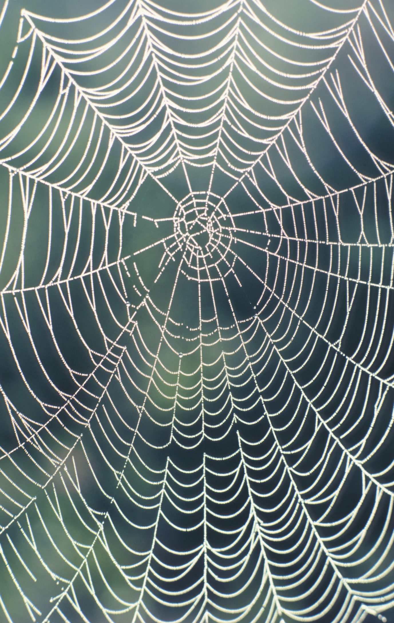 How to Make a Realistic Spider Web | eHow