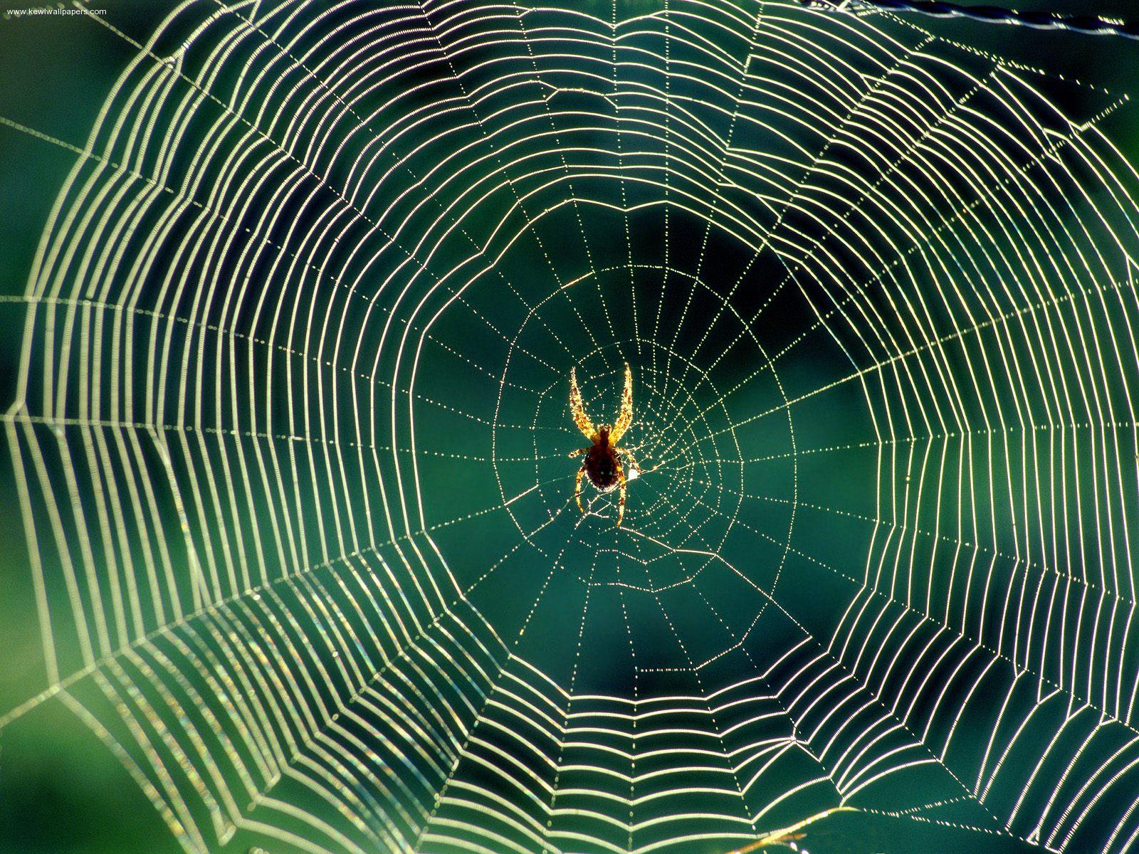 101 Proofs For God: #91 Spider Webs