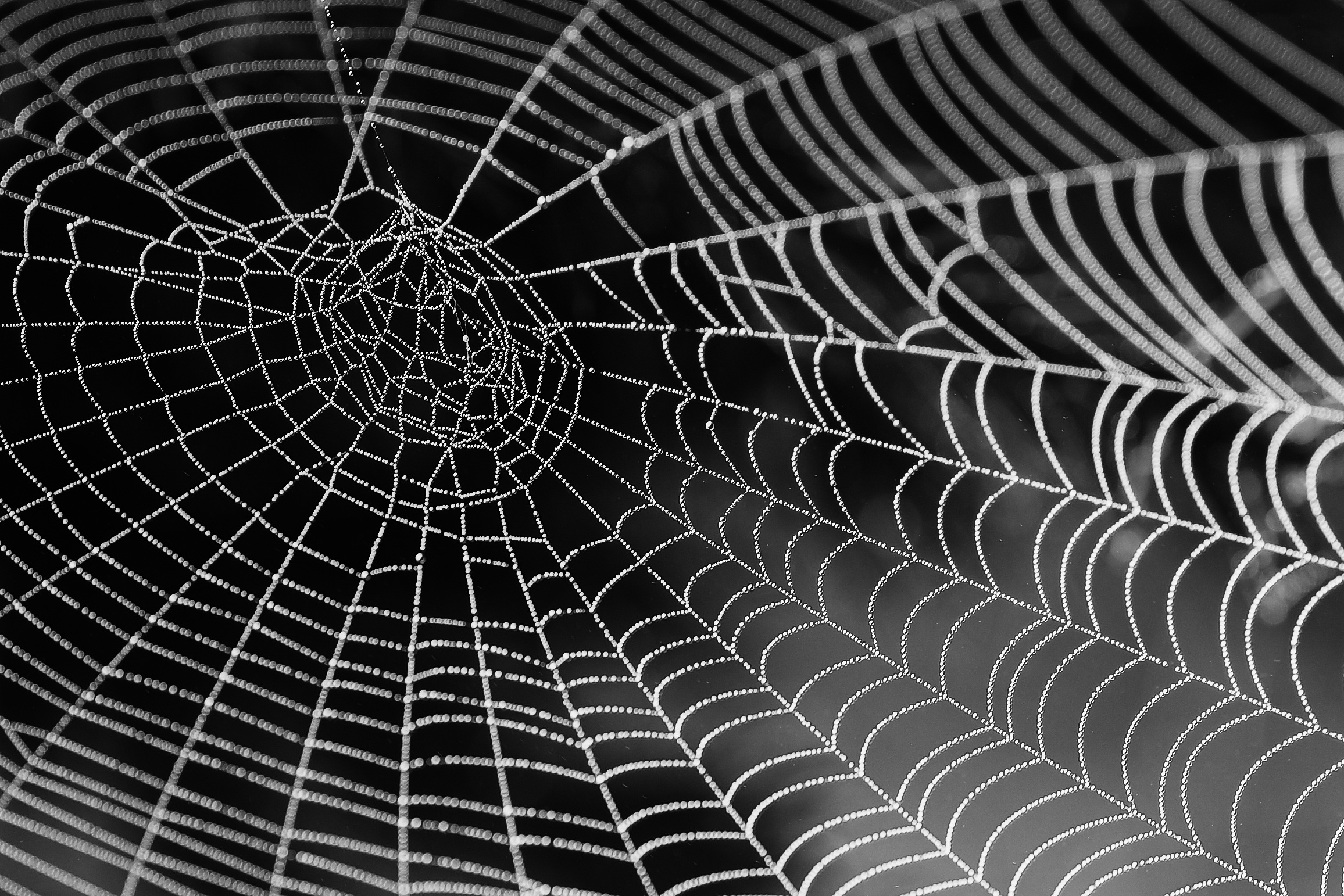 The Engineering Marvels of a Spider's Web - NES Global Talent