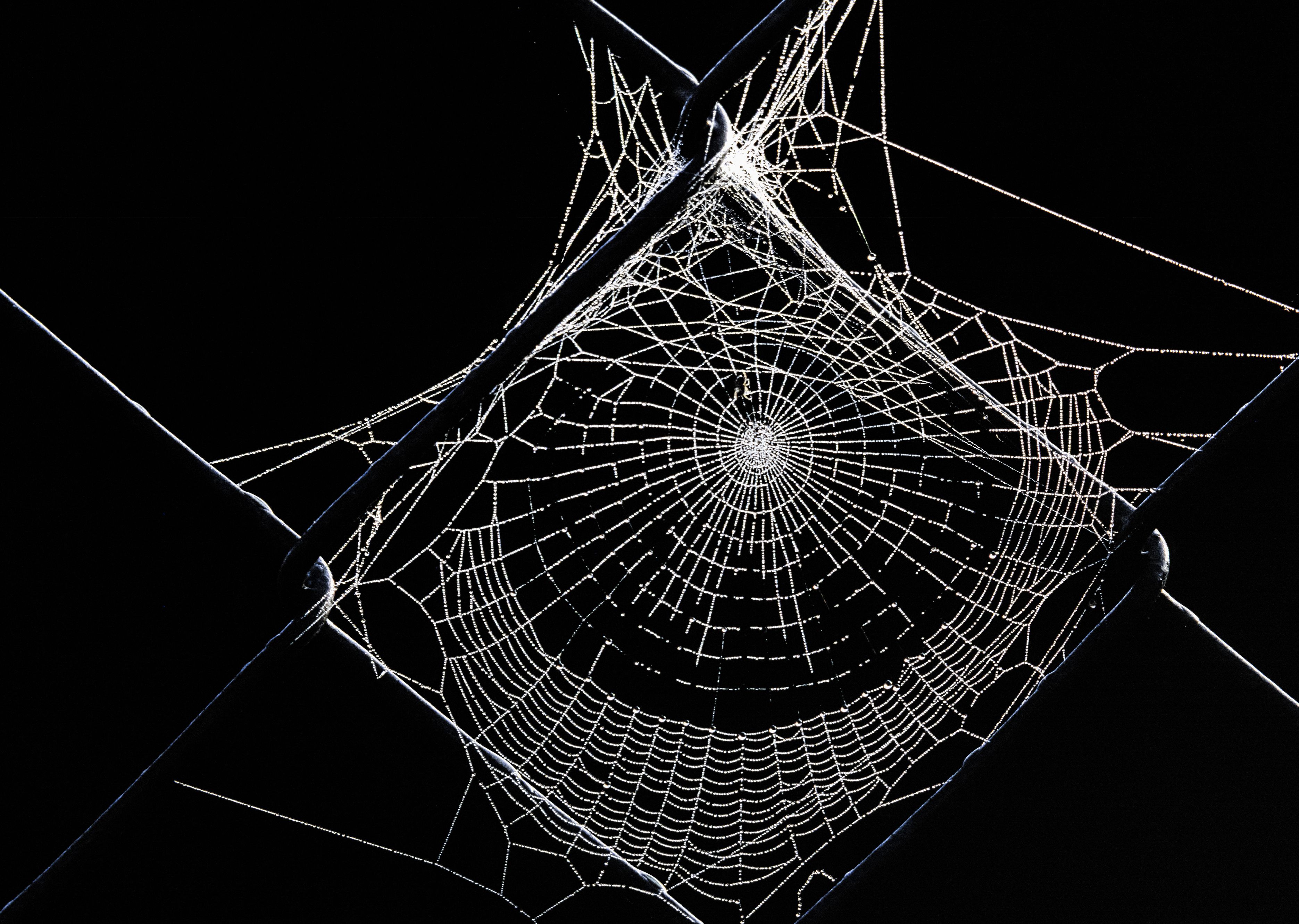 How to Make a Spider Web Drawing in Illustrator