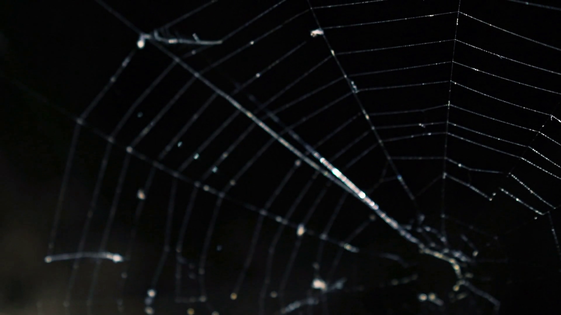 Alight spider web on the dark background Stock Video Footage ...