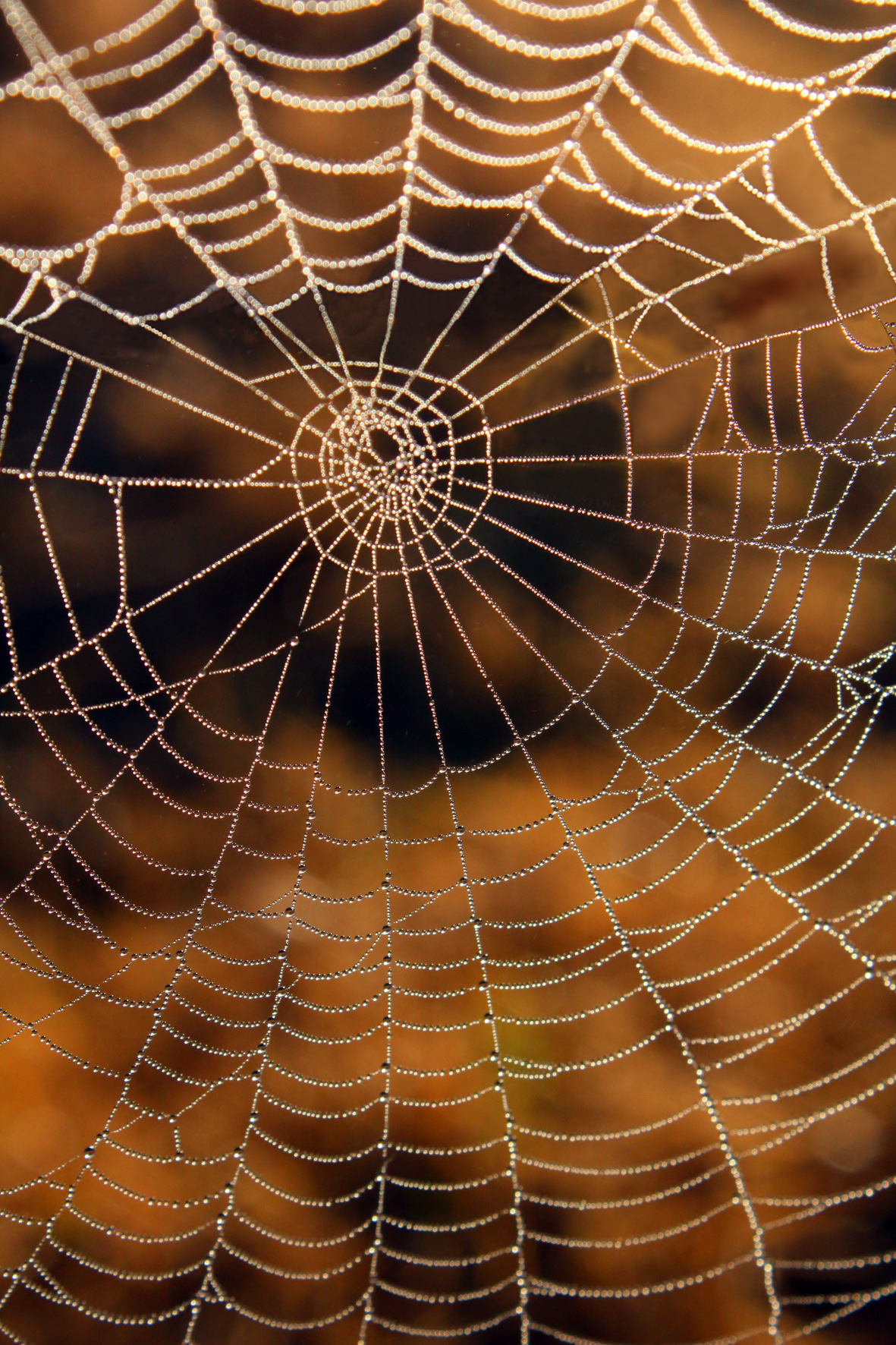 Spider Web, Dew, Morning, Spider, Web, HQ Photo