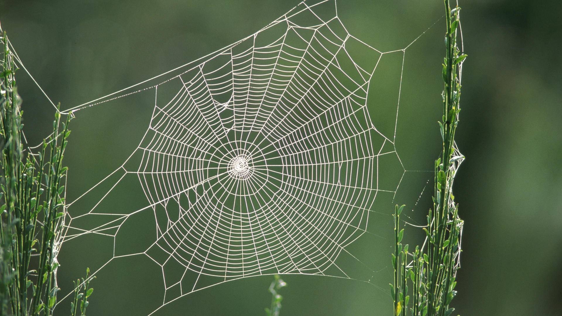 Spider Webs! - Lessons - Tes Teach