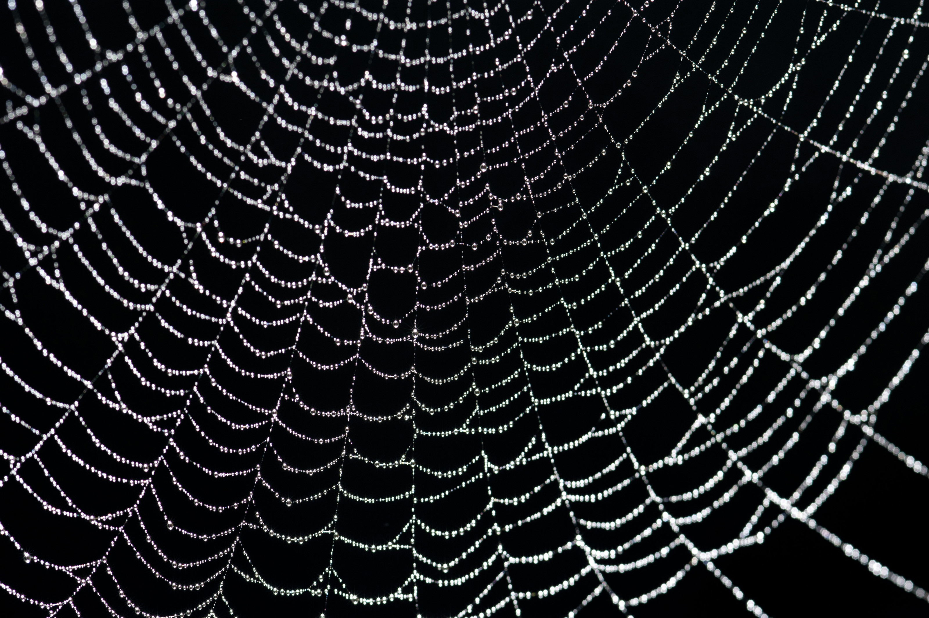 Spider Web Backgrounds (34+ images)