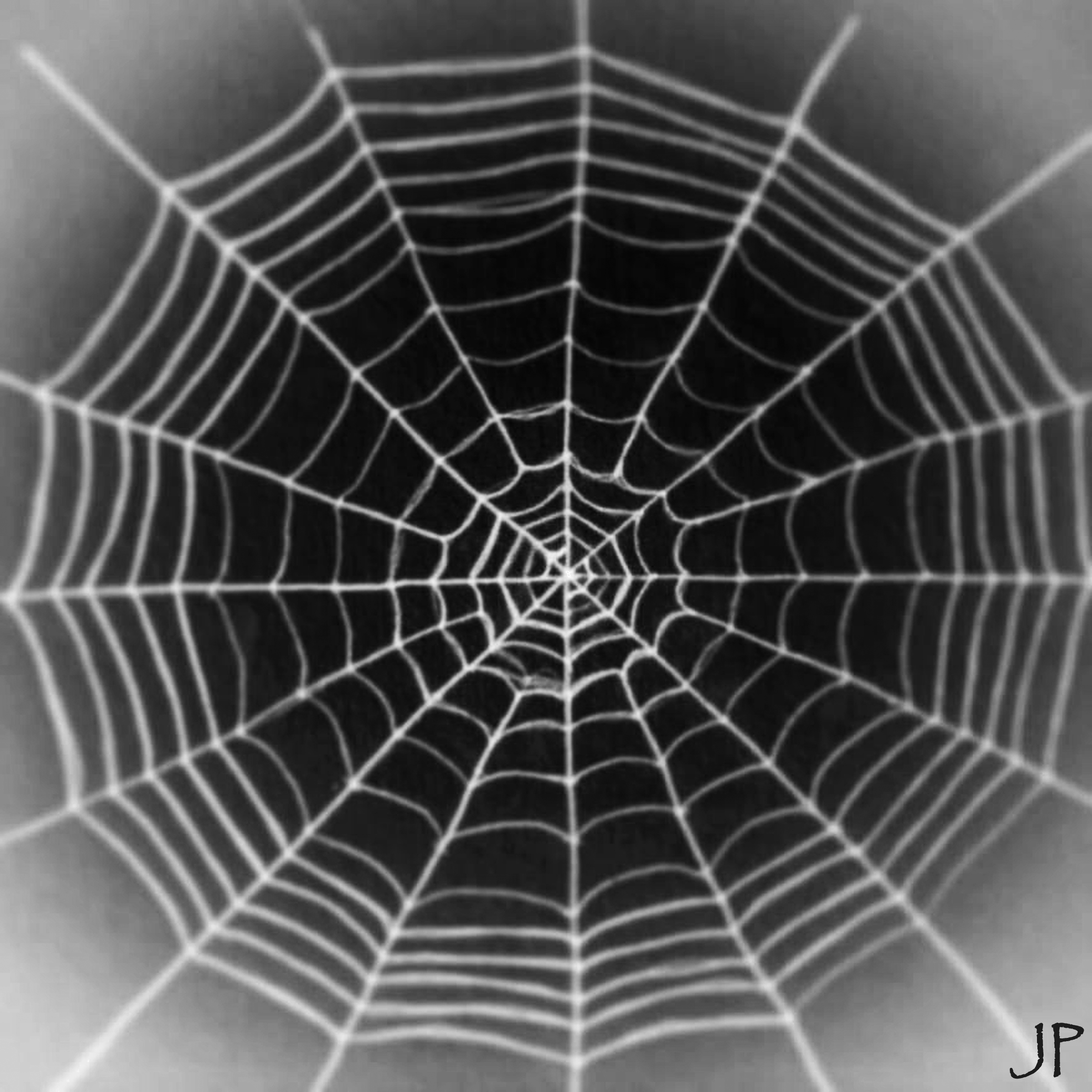 BWScience » Should We Really Fear Spider Webs at Halloween?