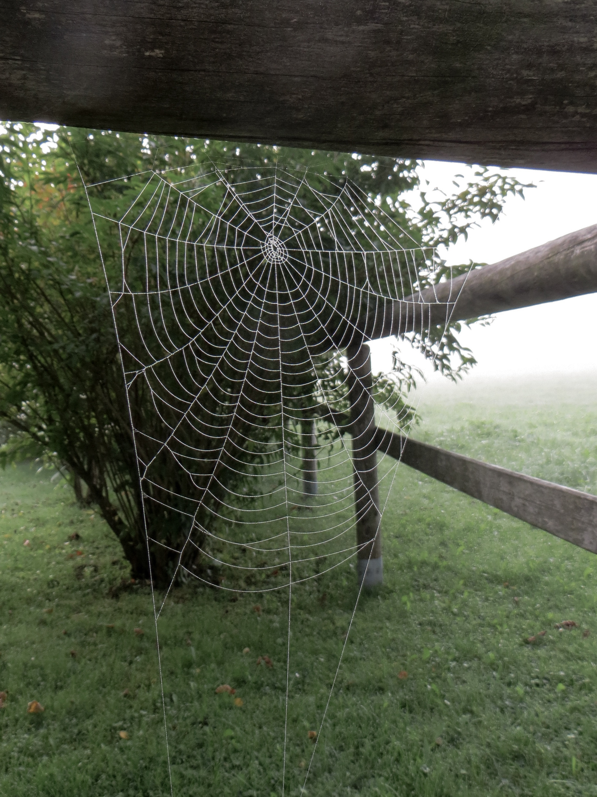 Spider Web, Cobweb, Design, Figure, Nature, HQ Photo