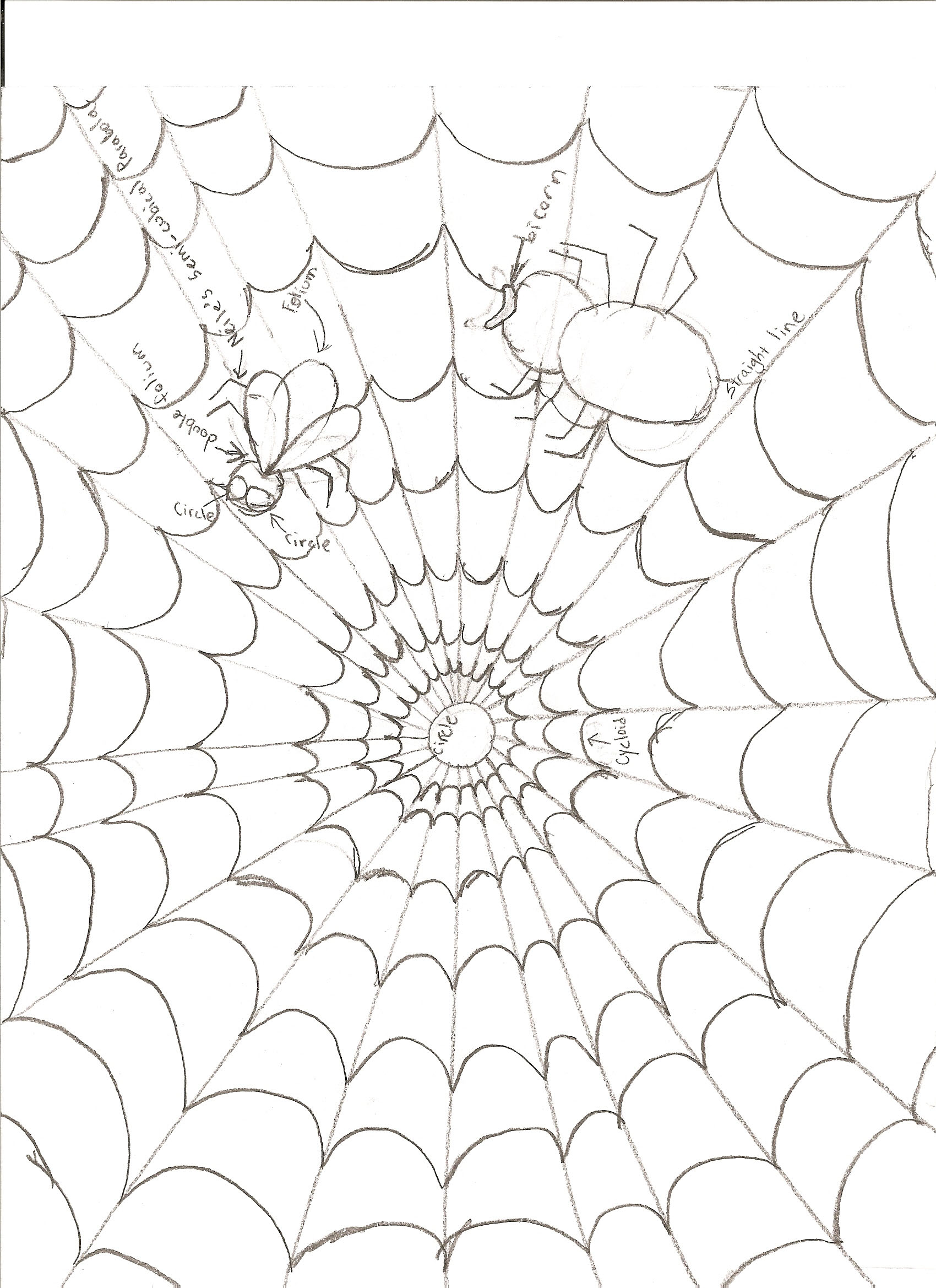 Spider Web Line Drawing at GetDrawings.com | Free for personal use ...