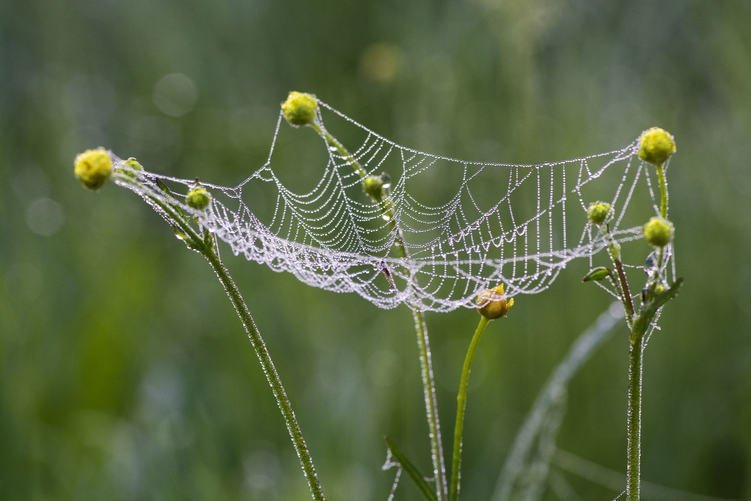 Researchers Create Web-like Material Worthy of Spiderman | Digital ...