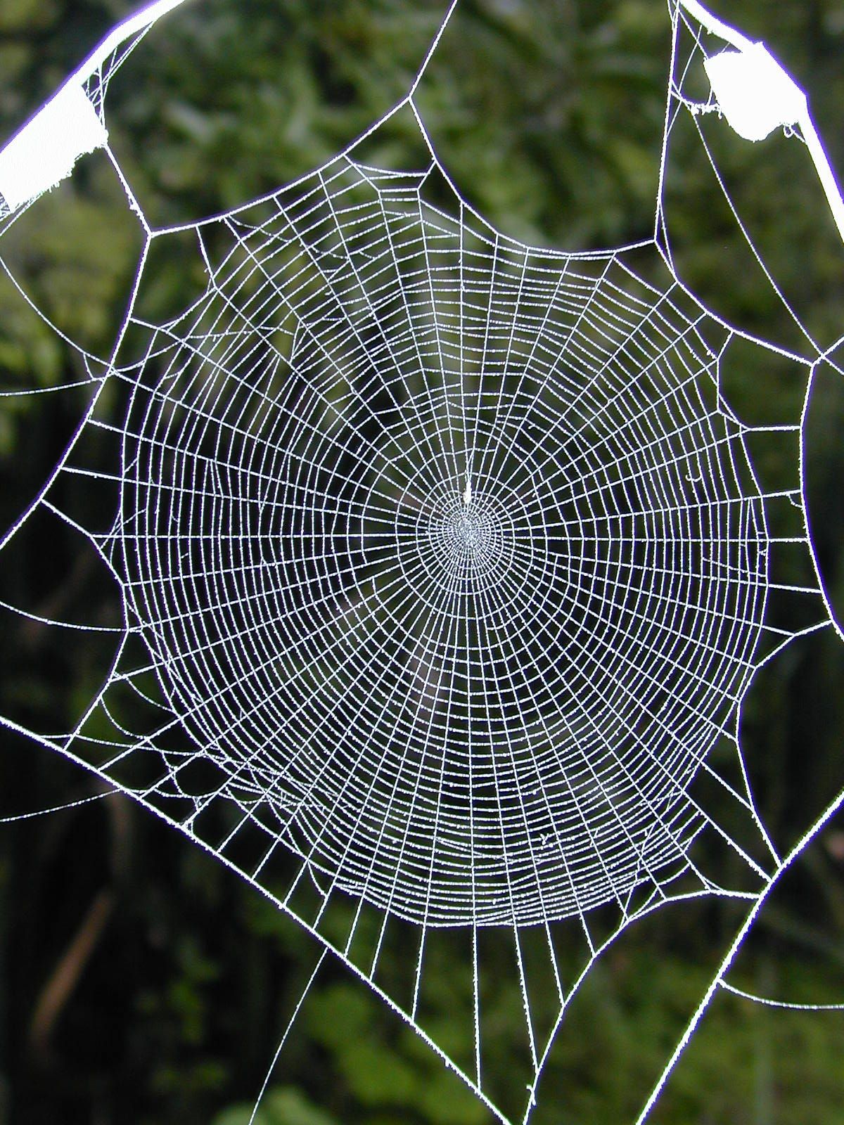 spider webs | Drugged spiders' web spinning may hold keys to ...