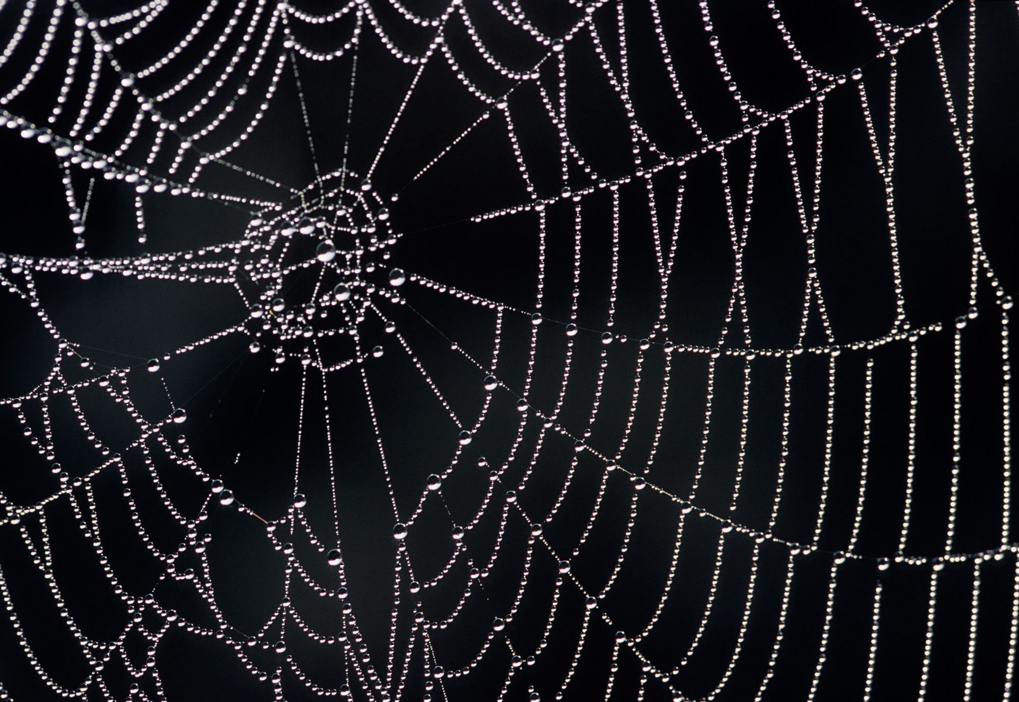 Spider web photo