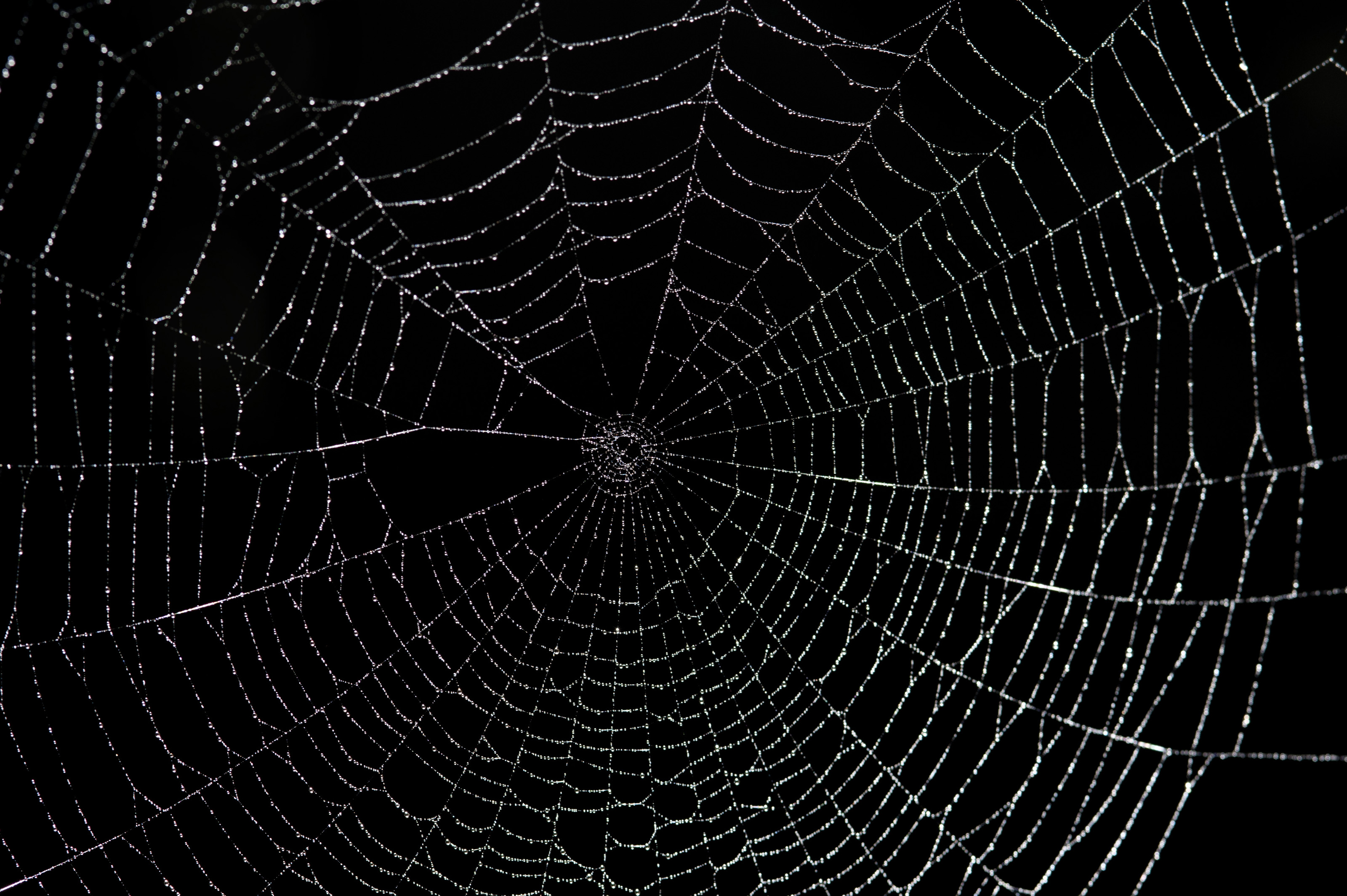 Photography Spider Web wallpapers (Desktop, Phone, Tablet) - Awesome ...