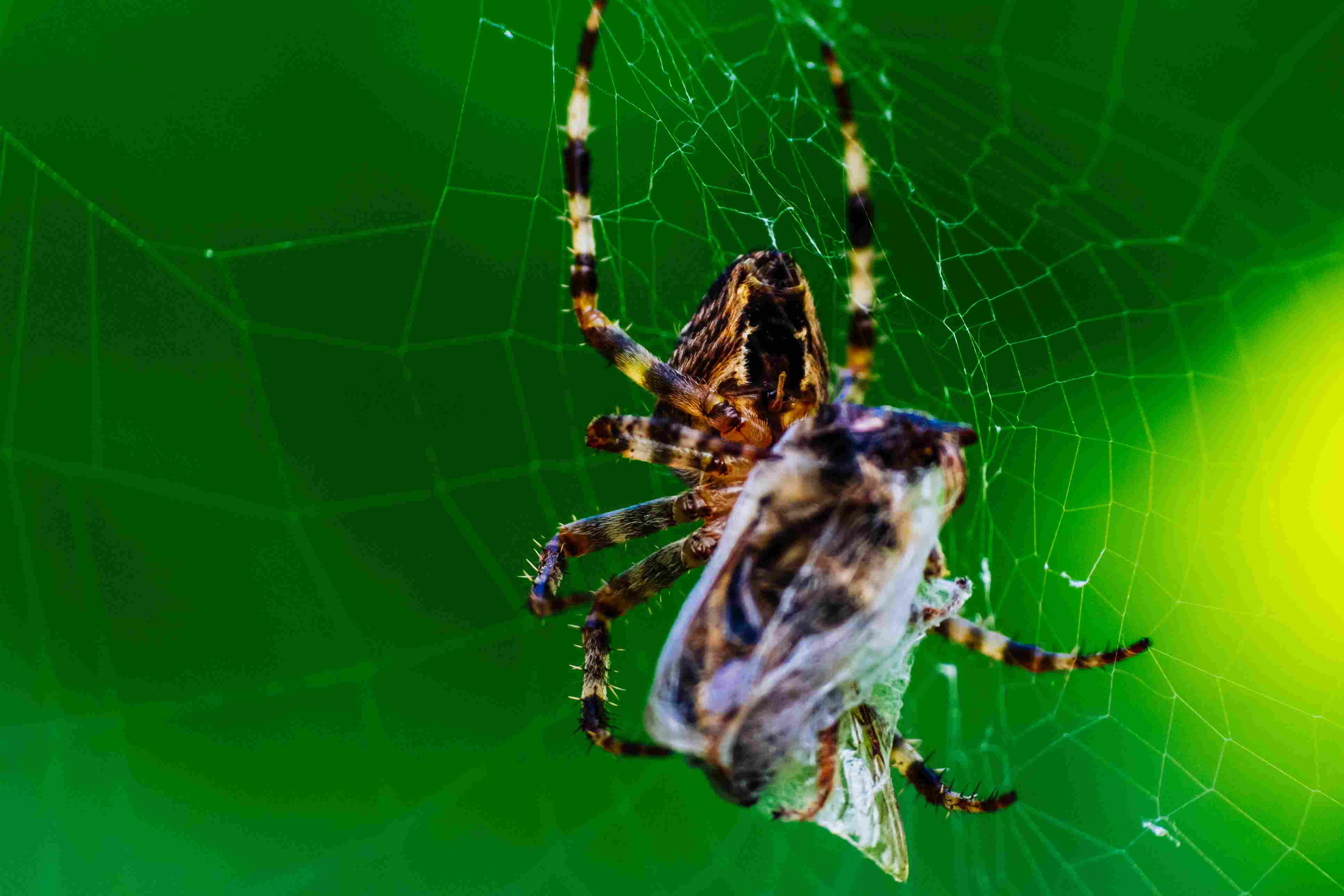 Why Spiders Decorate Their Webs – Spider Web Decorations