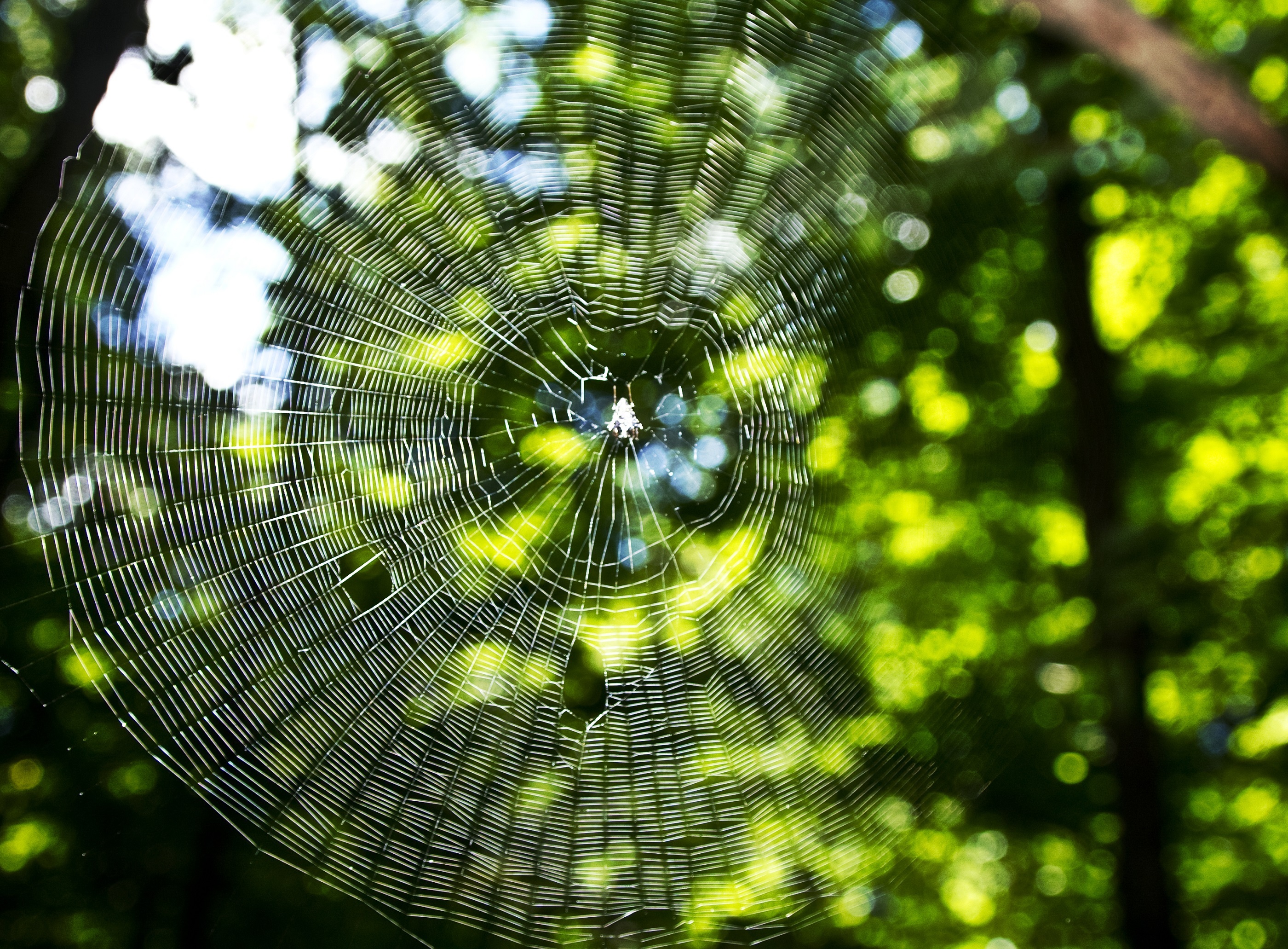 Spider Web, Design, Nature, Spider, Web, HQ Photo