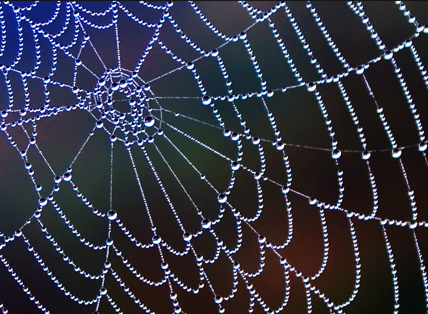 Glass inspired by spiderweb – BiomimicryBE