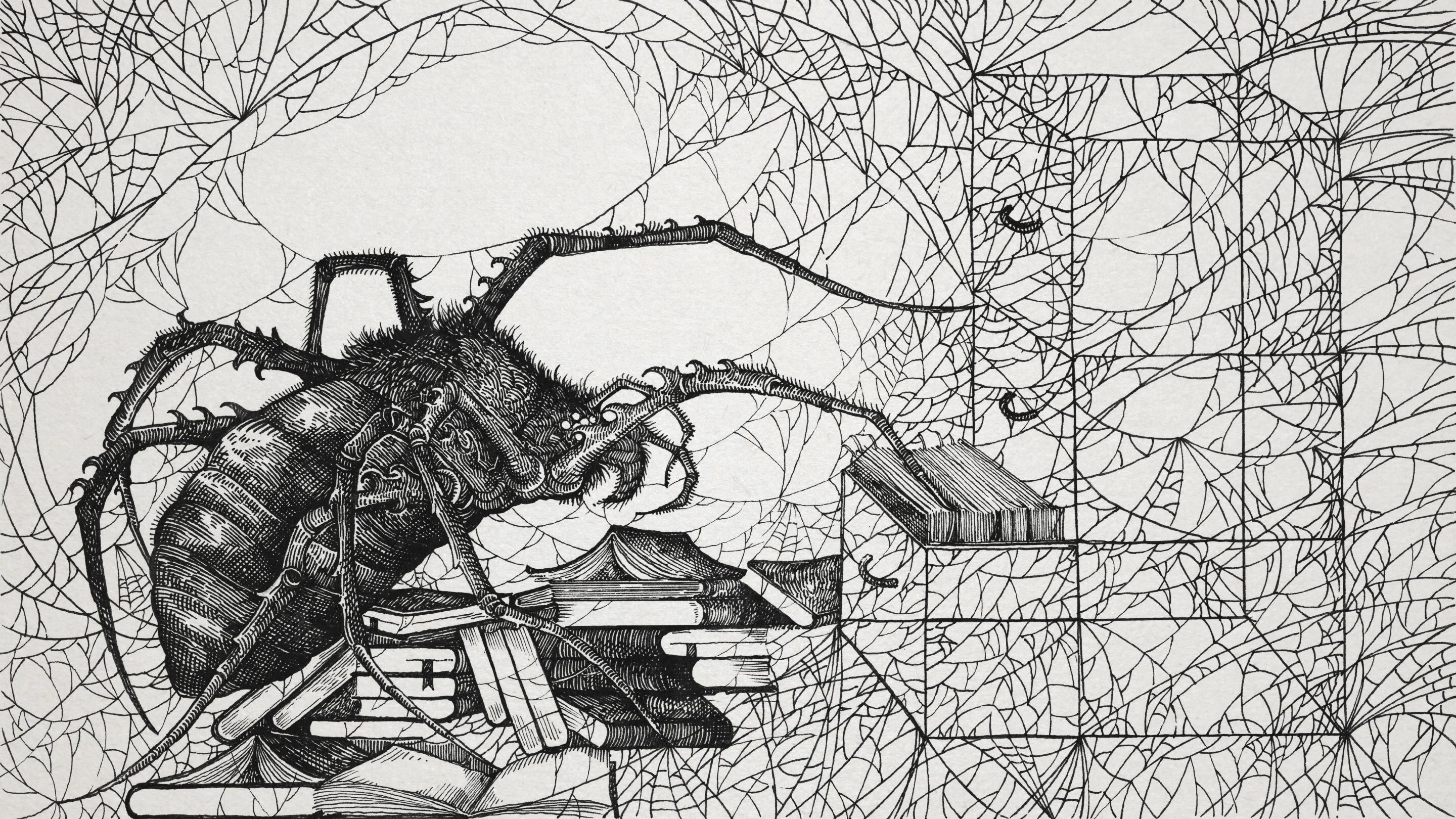 The Thoughts of a Spiderweb | Quanta Magazine