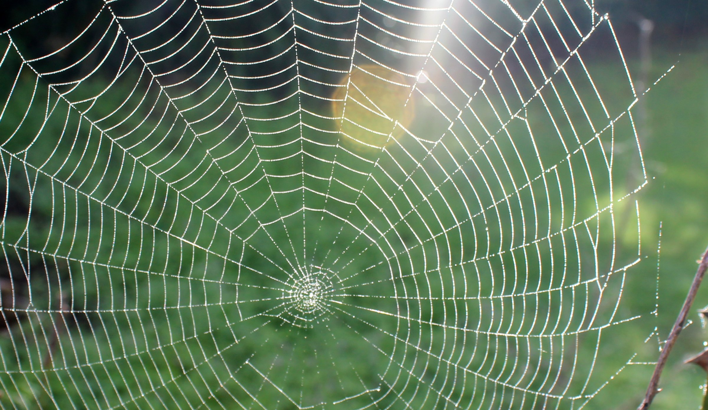 Crayon Resist Spider Web - Lessons - Tes Teach