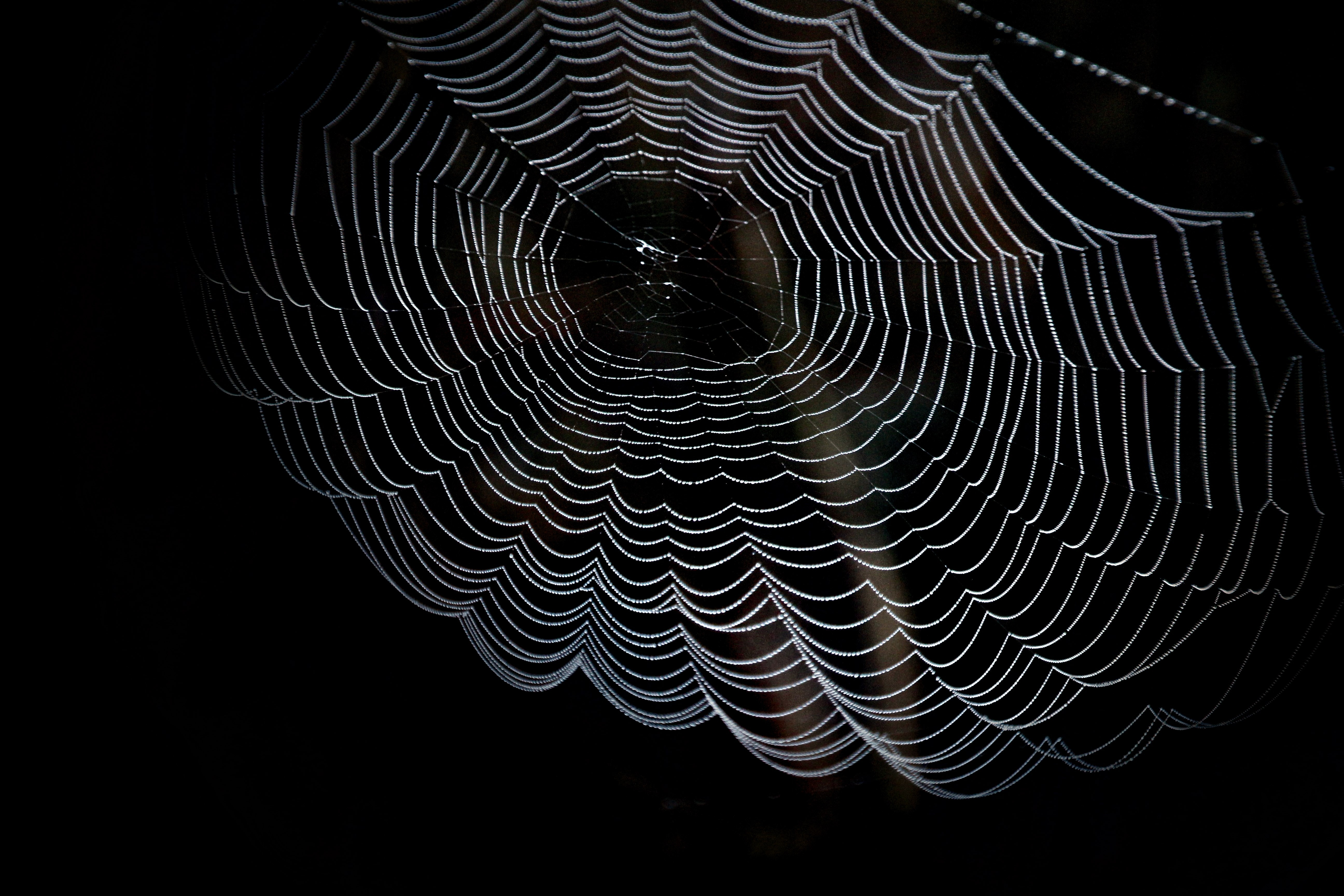 250+ Engaging Spider Web Photos · Pexels · Free Stock Photos