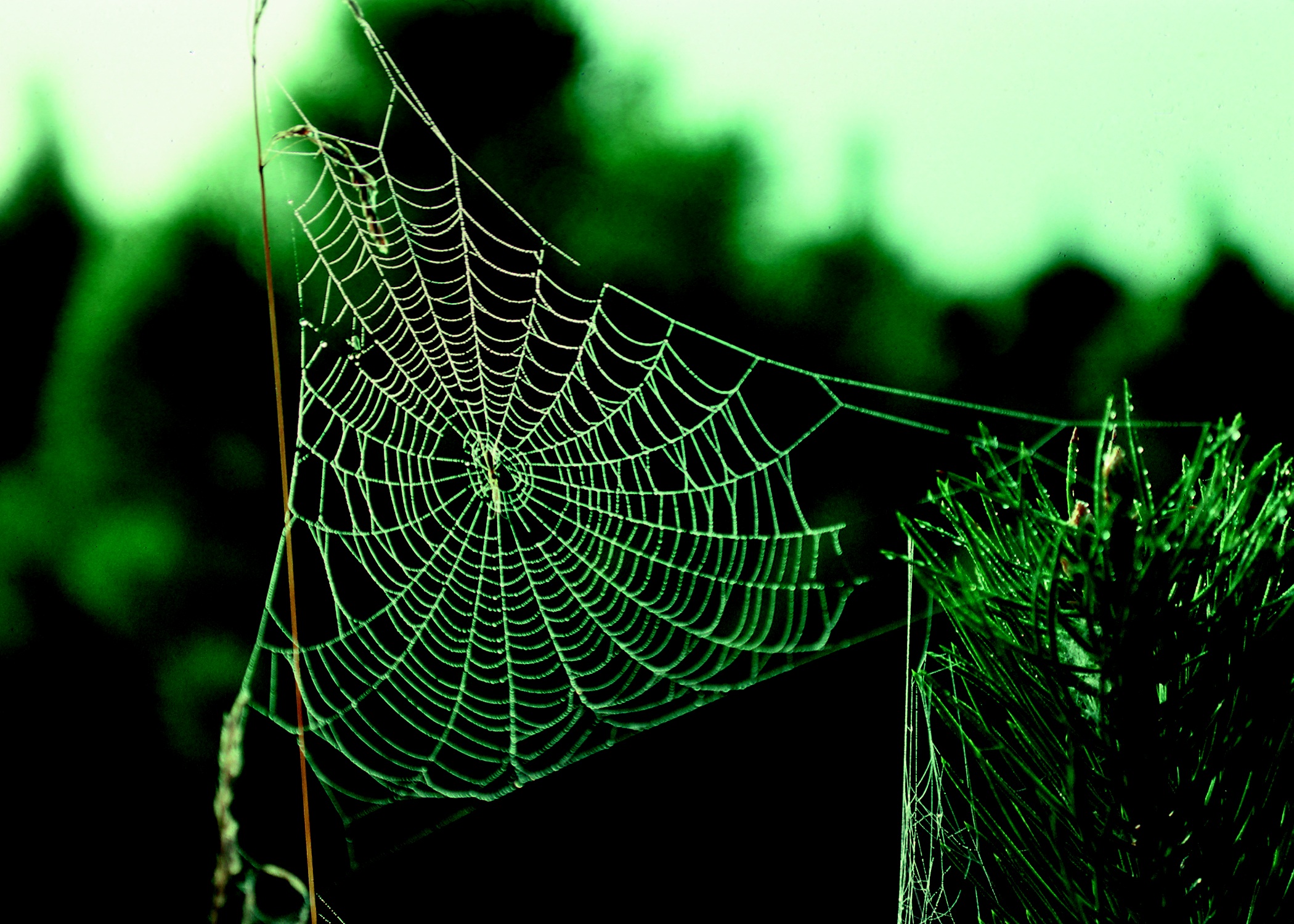 Spider Web, Insect, Nature, Silk, Spider, HQ Photo