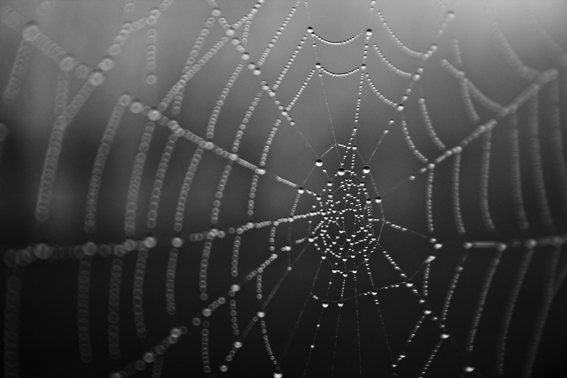 The Spiderweb Strategy – Sacha Greif – Medium