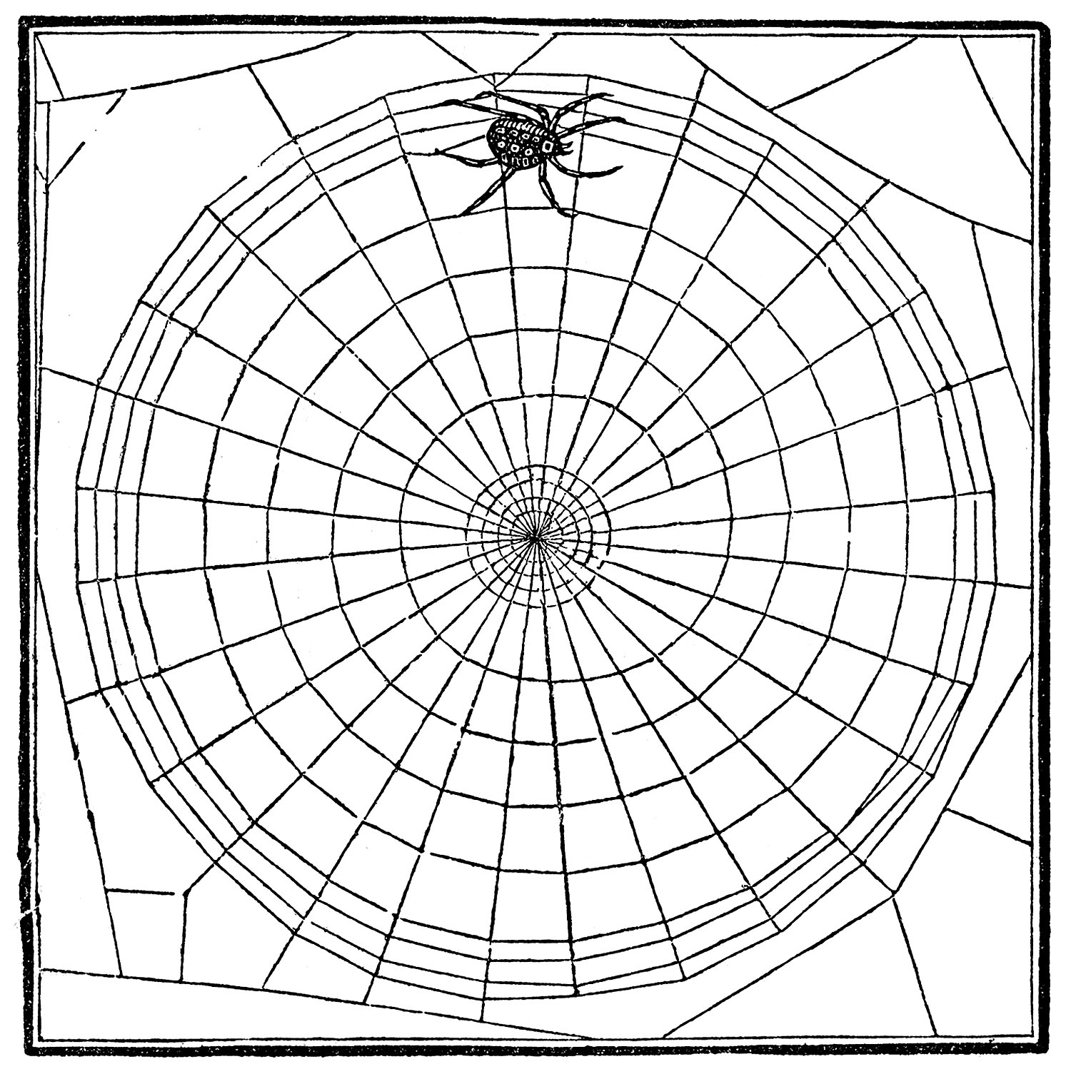 Vintage Clip Art - Spiderweb & Spider - Halloween - The Graphics Fairy