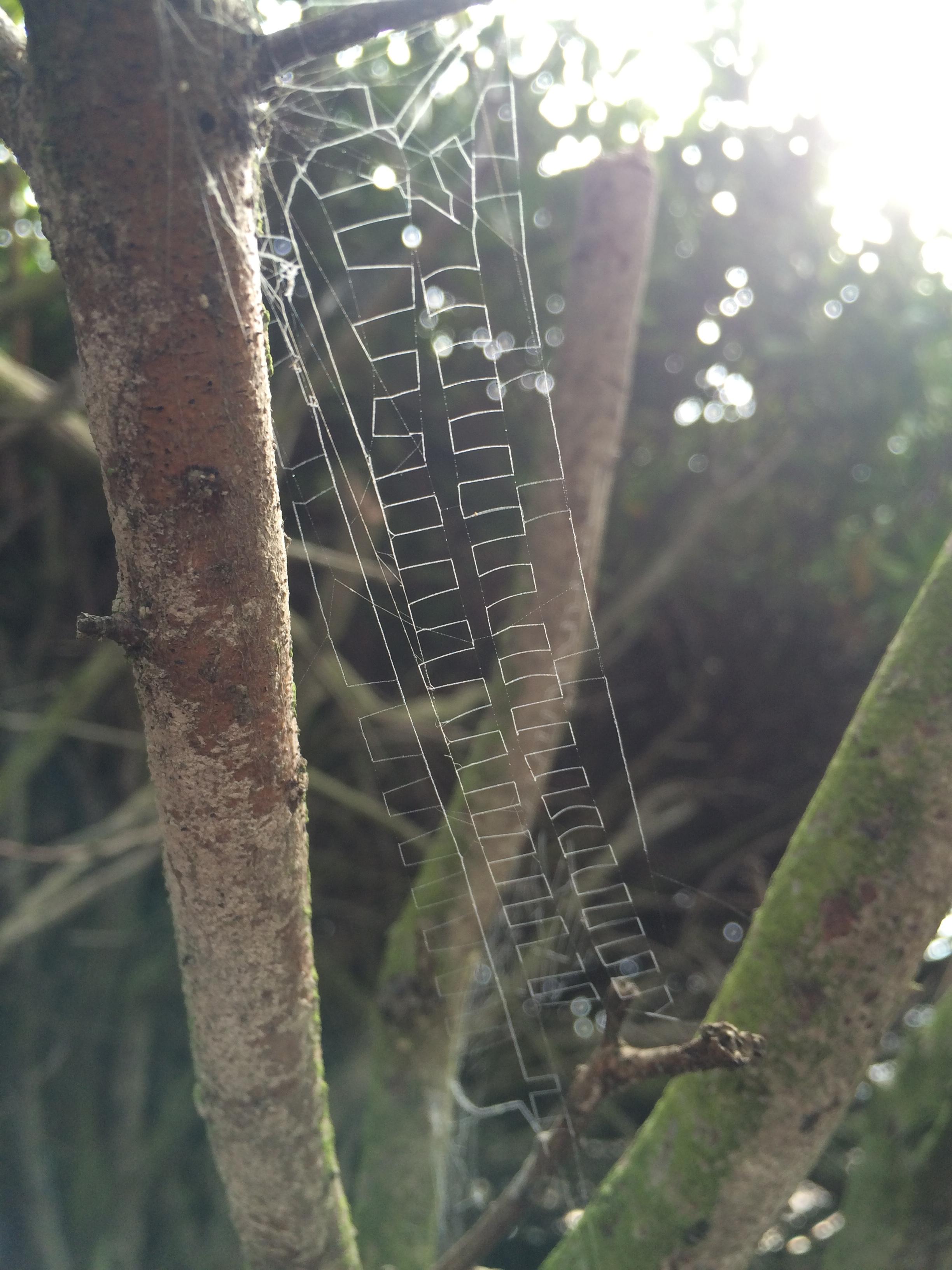 This zipper-like spider web : mildlyinteresting