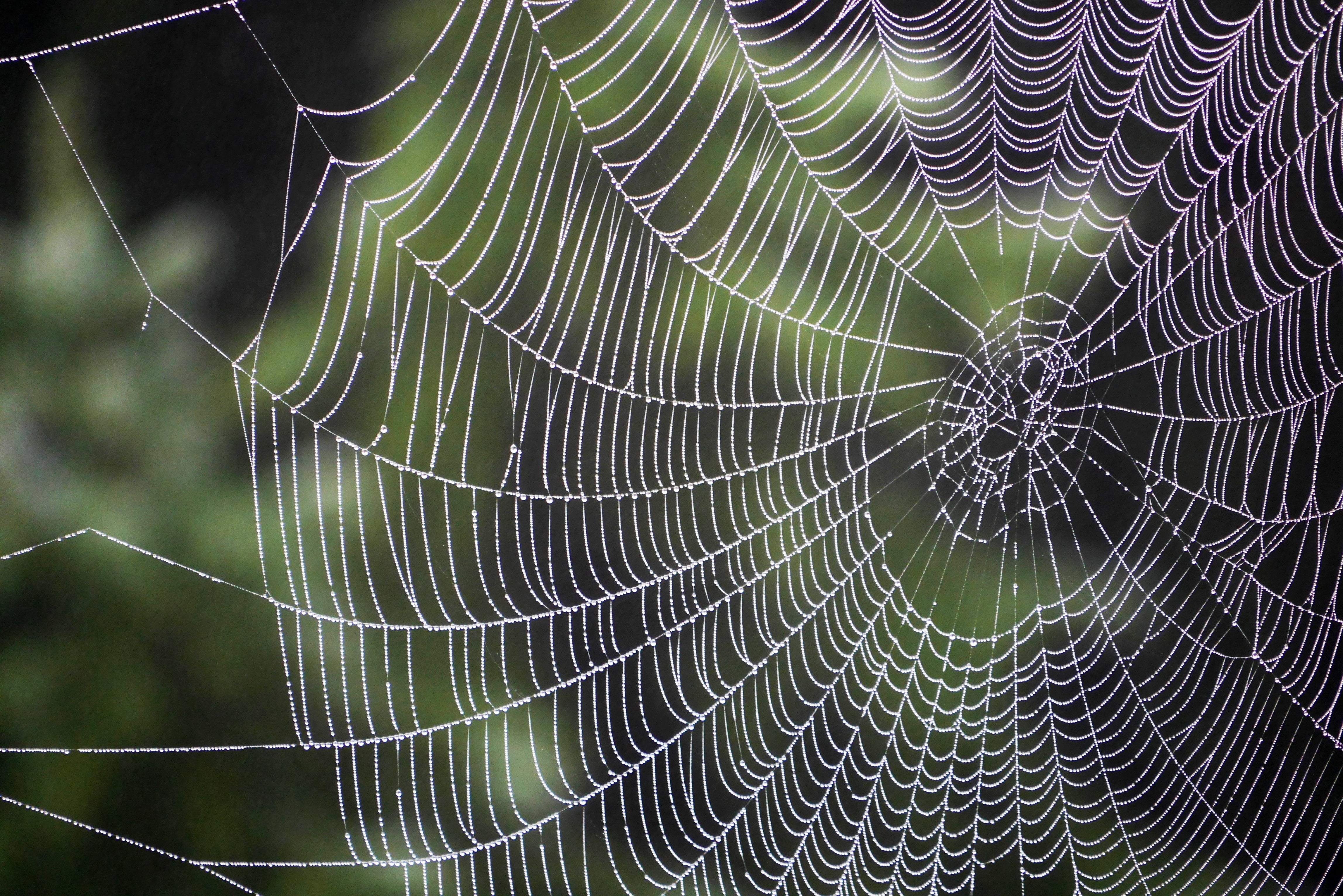 White spider web, Spiderweb, Purple, Weaving HD wallpaper ...